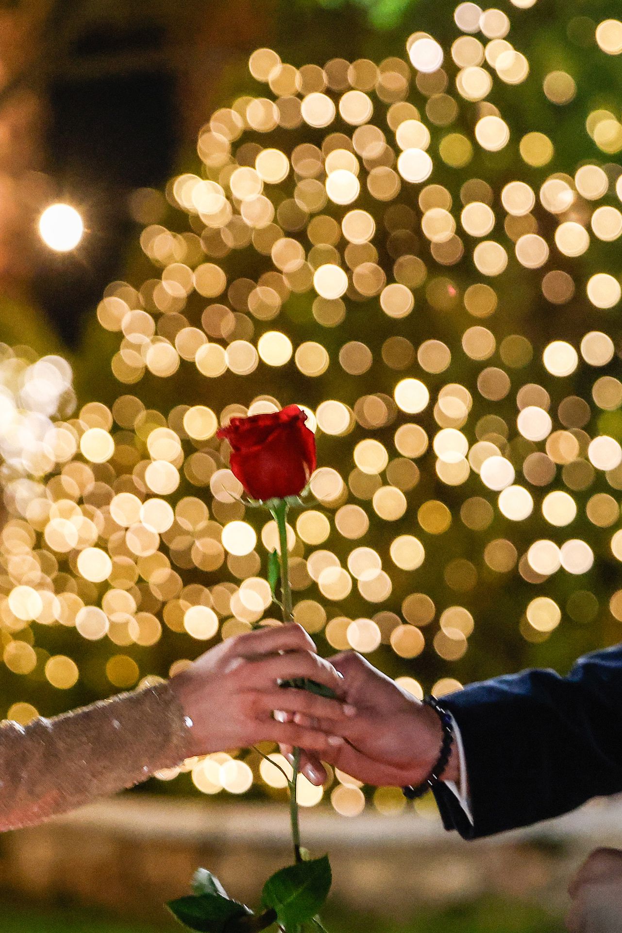 Bachelor (1) - Podzimní novinky TV Nova (21/40)