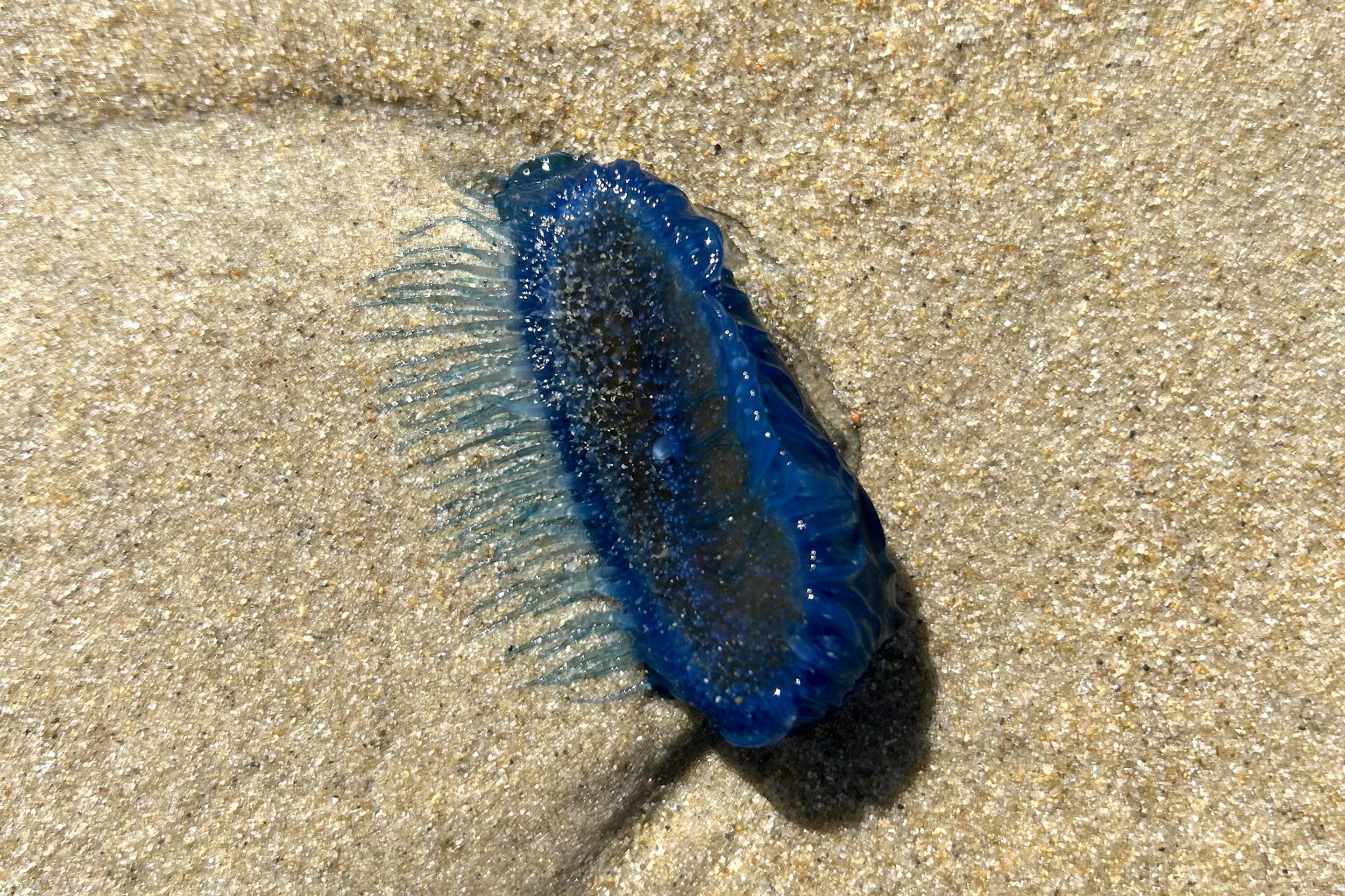 Modrý žahavec Velella velella (1) - Modrý žahavec Velella velella (1/3)
