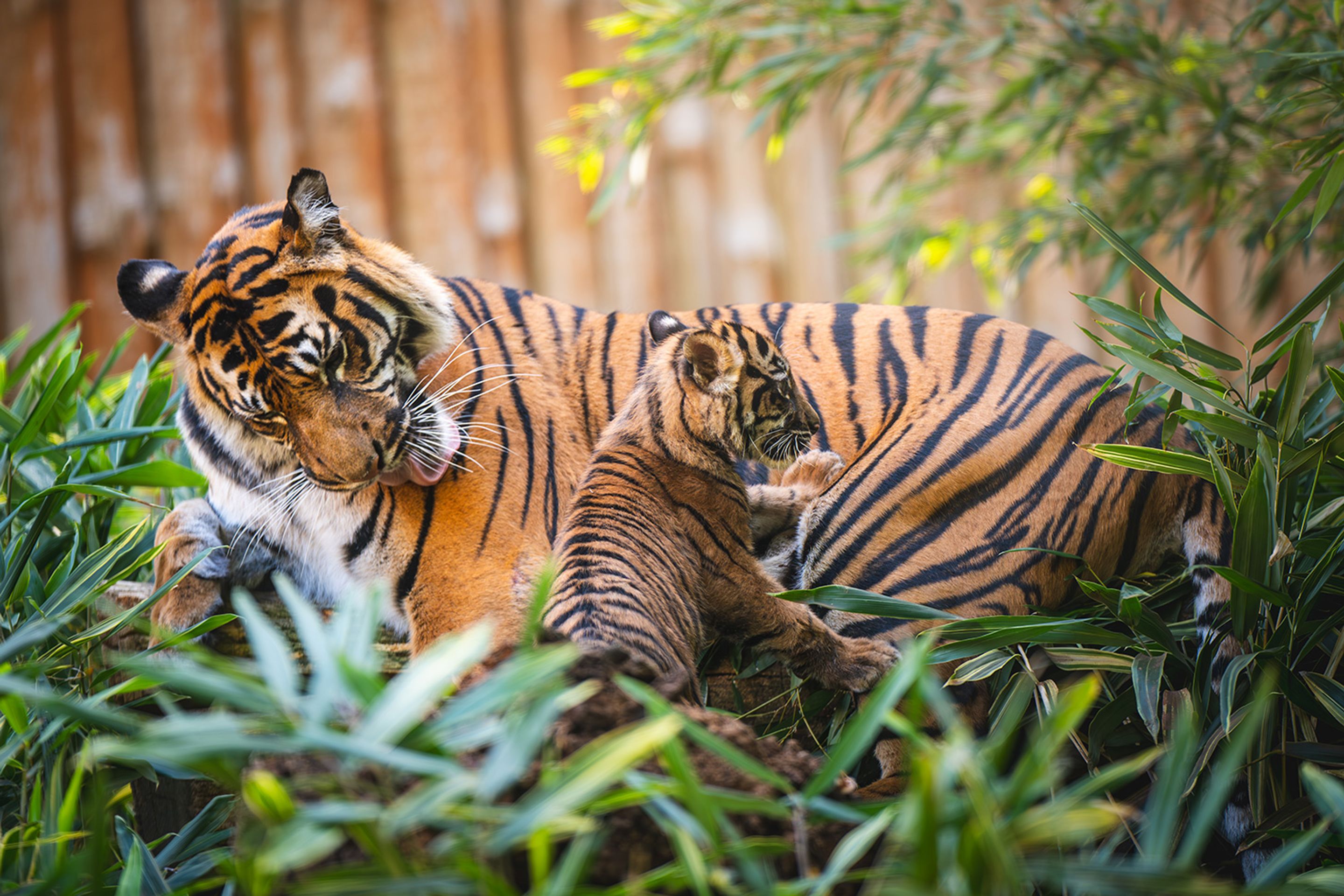 Tygři sumaterští ve vratislavské zoo (12) - Tygři sumaterští ve vratislavské zoo (6/16)