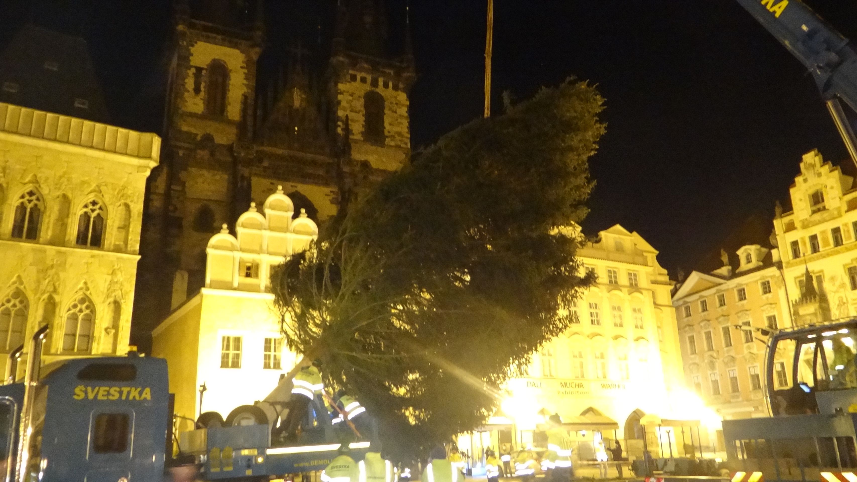 Smrk byl tentokráte menší, ale krásně rostlý - GALERIE: Vánoční strom dorazil do Prahy (4/7)