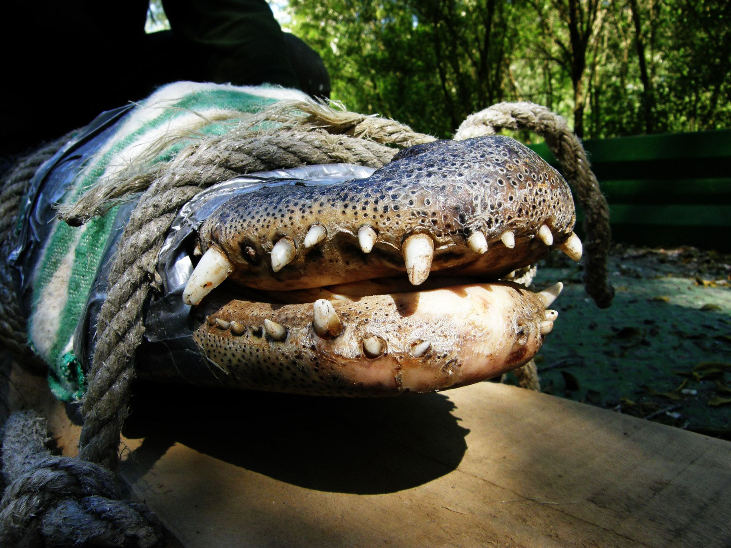Stěhování zlínských aligátorů - 10 - GALERIE: Stěhování zlínských aligátorů (4/13)