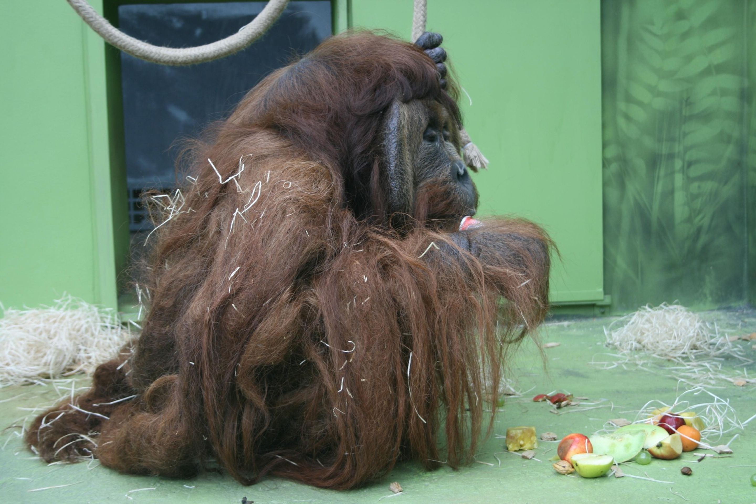 Orangutan Ferda - Orangutan Ferda (5/7)