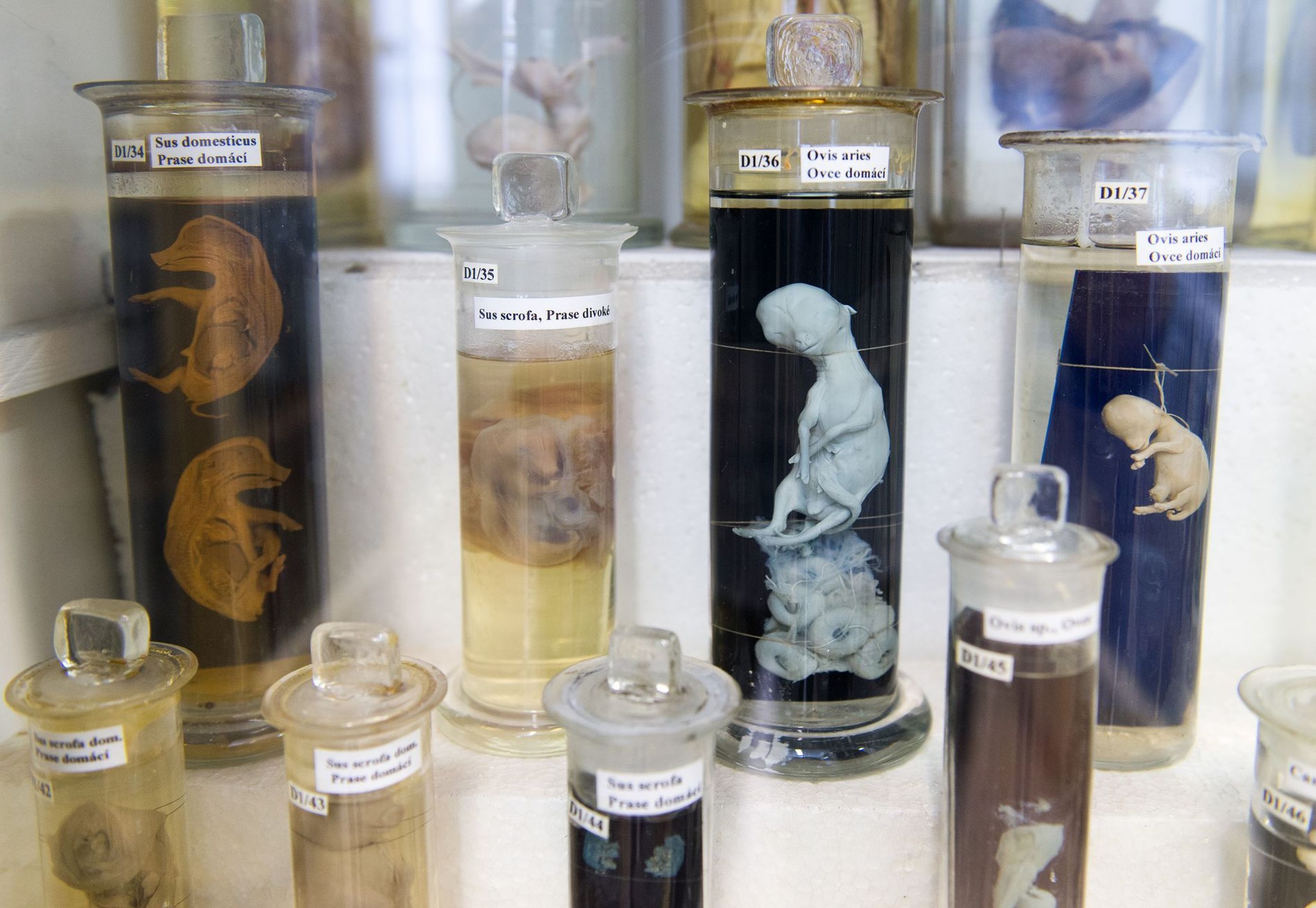 Muzeum normální a srovnávací anatomie - 17 - GALERIE: Muzeum normální a srovnávací anatomie (20/21)