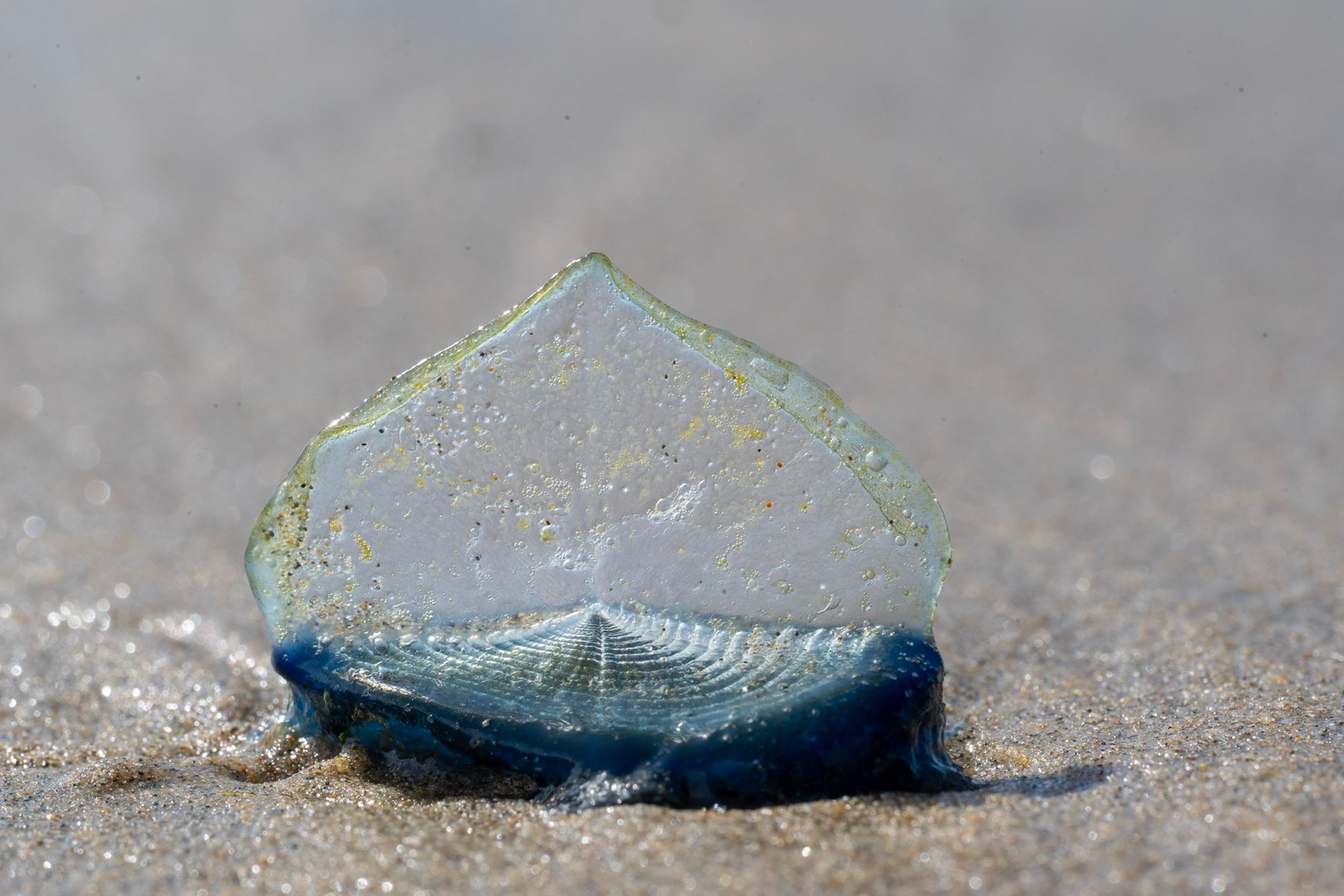 By-the-Wind Sailor (Velella Velella) - By-the-Wind Sailor (Velella Velella) (2/4)