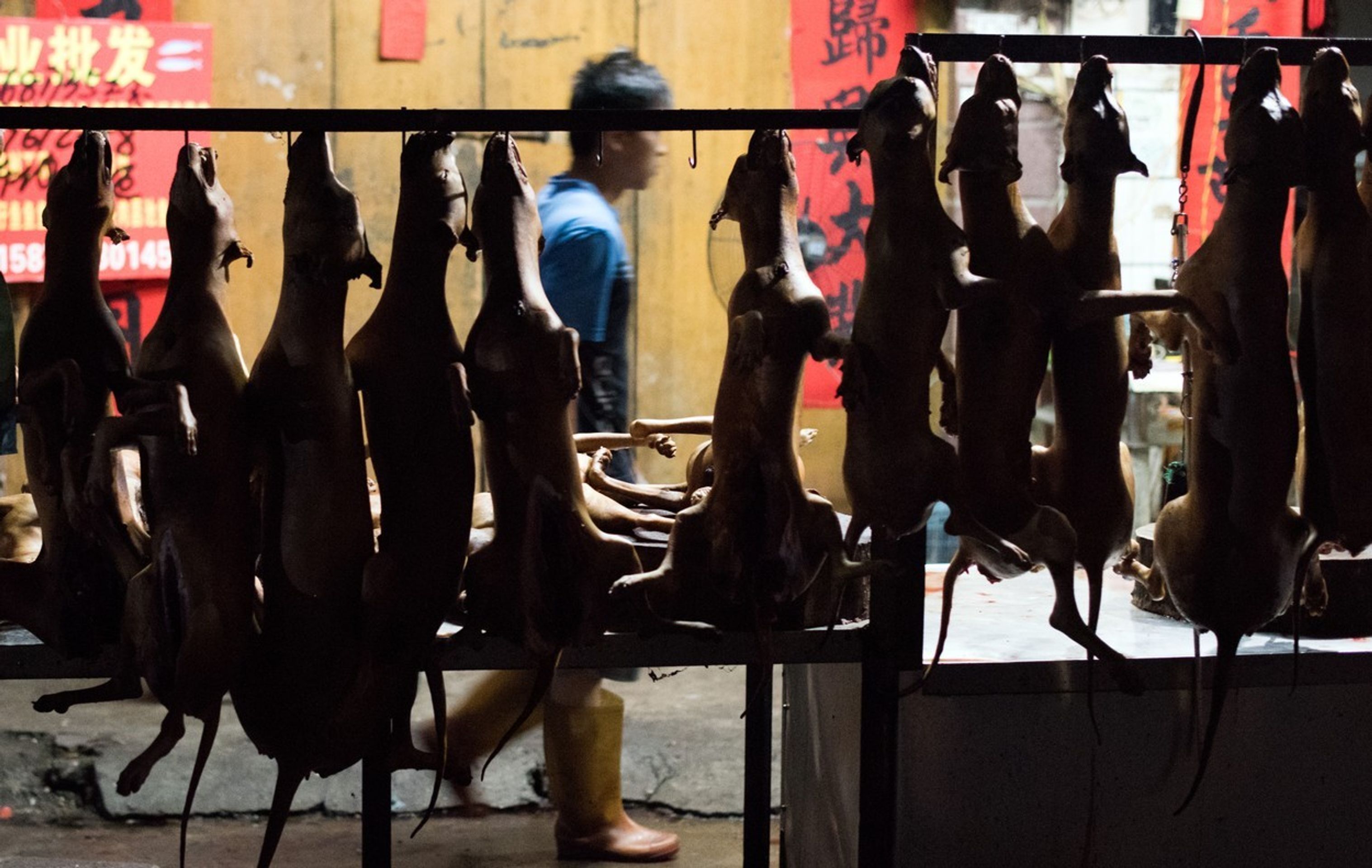 Pojídání psů na festivalu Yulin 2015 - 4 - GALERIE: Pojídání psů na festivalu Yulin 2015 (10/11)