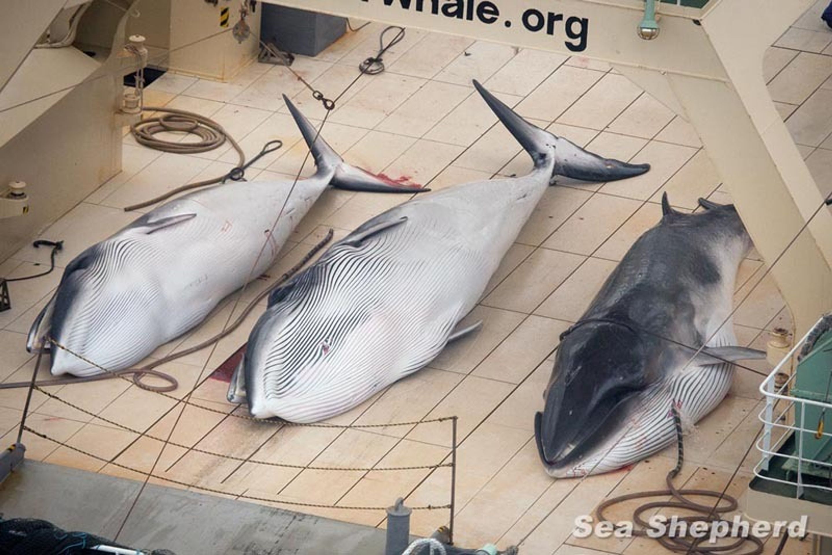 Sea Shepherd versus velrybáři - 3 - GALERIE: Sea Shepherd versus velrybáři (2/4)