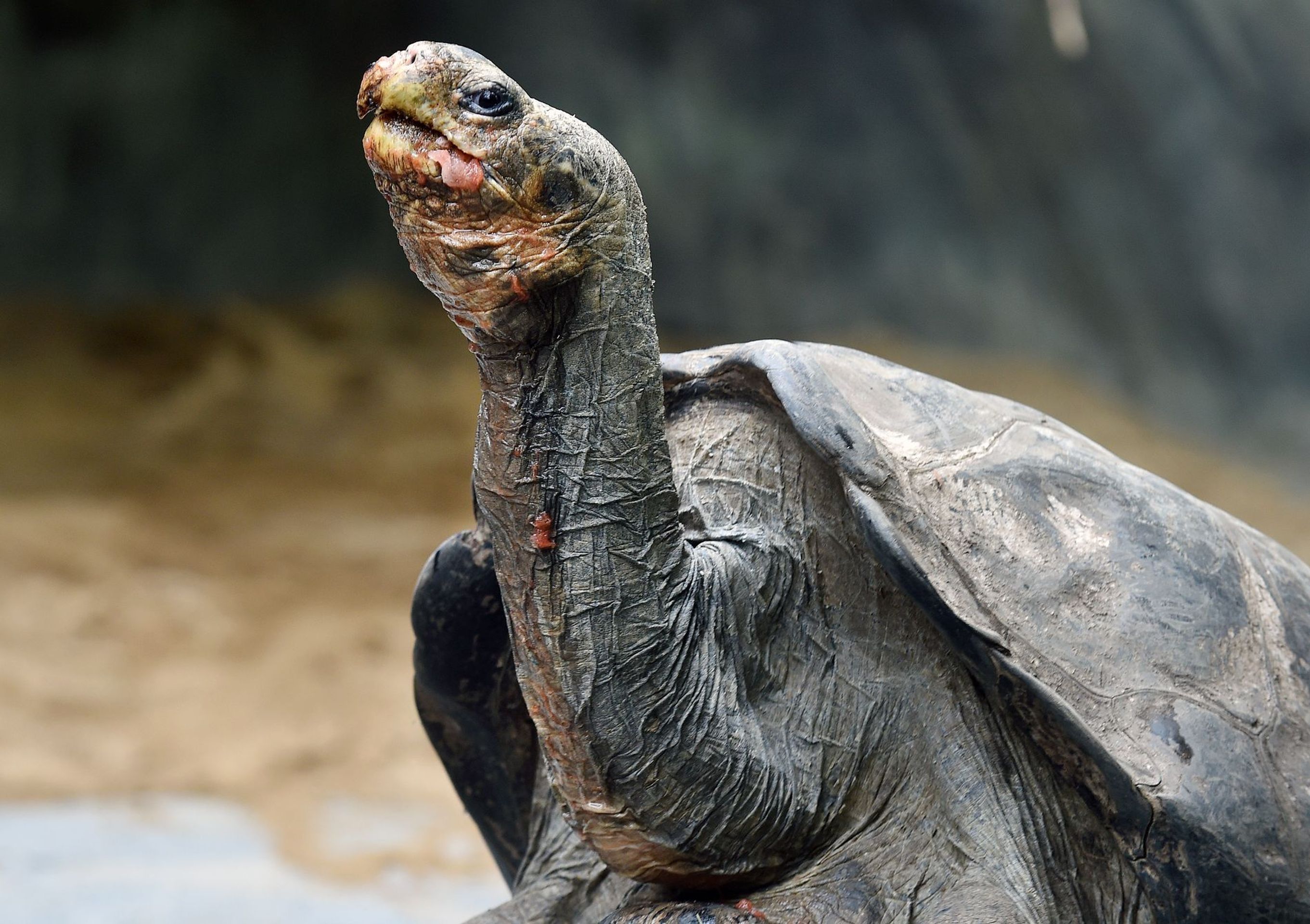 Krmení velkých želv v ZOO Praha - 8 - GALERIE: Krmení velkých želv v ZOO Praha (8/19)