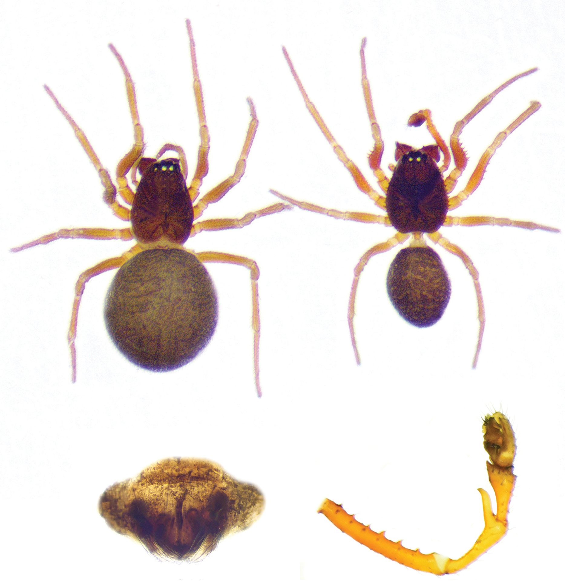 Sameček a samička druhu Prinerigone vagans - Vědci v Evropě objevili nejhorší noční můru arachnofobiků. Nic většího ještě neviděli (1/4)