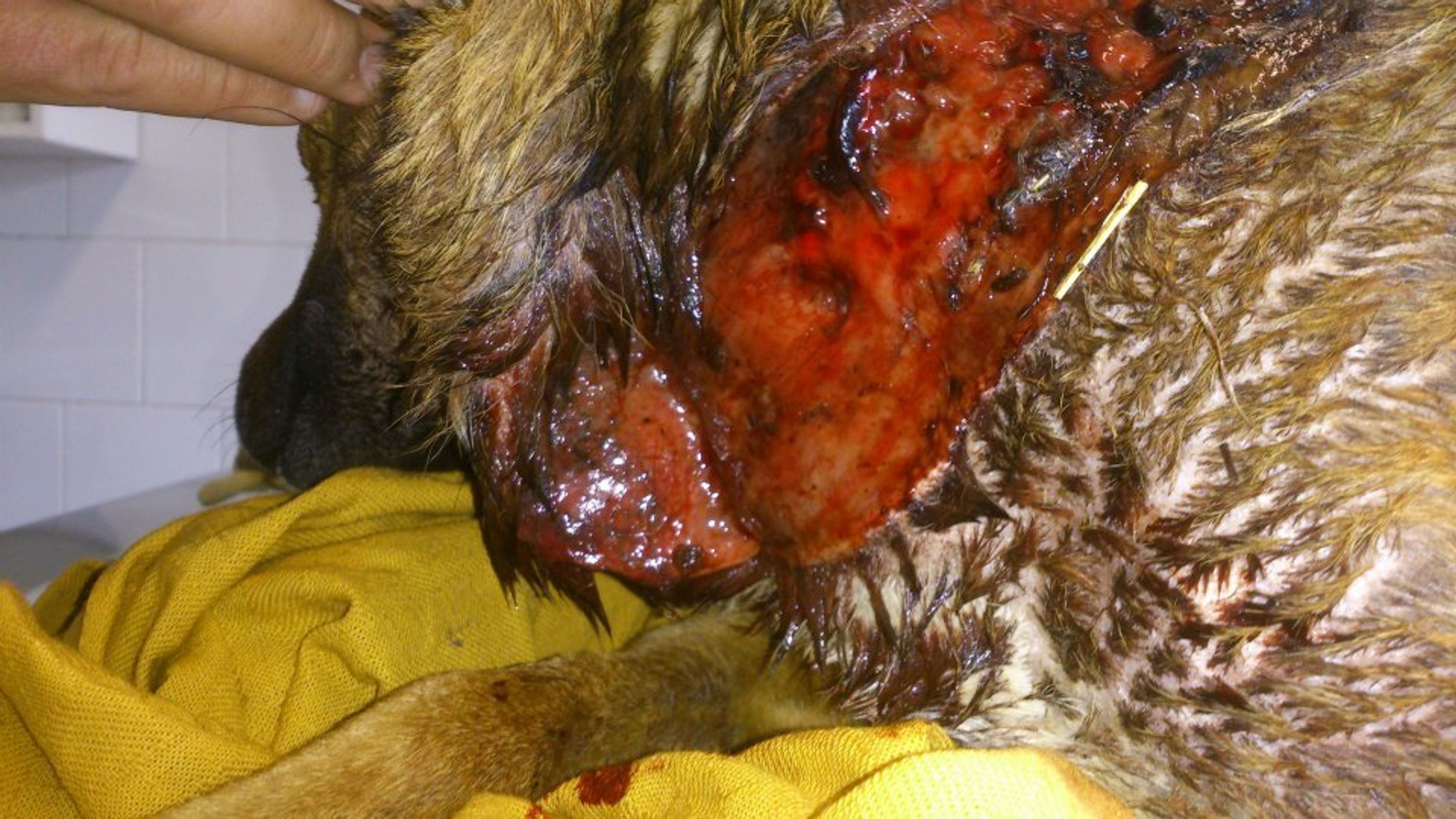 Týraný pes u Ružomberoku - 2 - GALERIE: Týraný Happy v Liptovské Lužině (11/13)