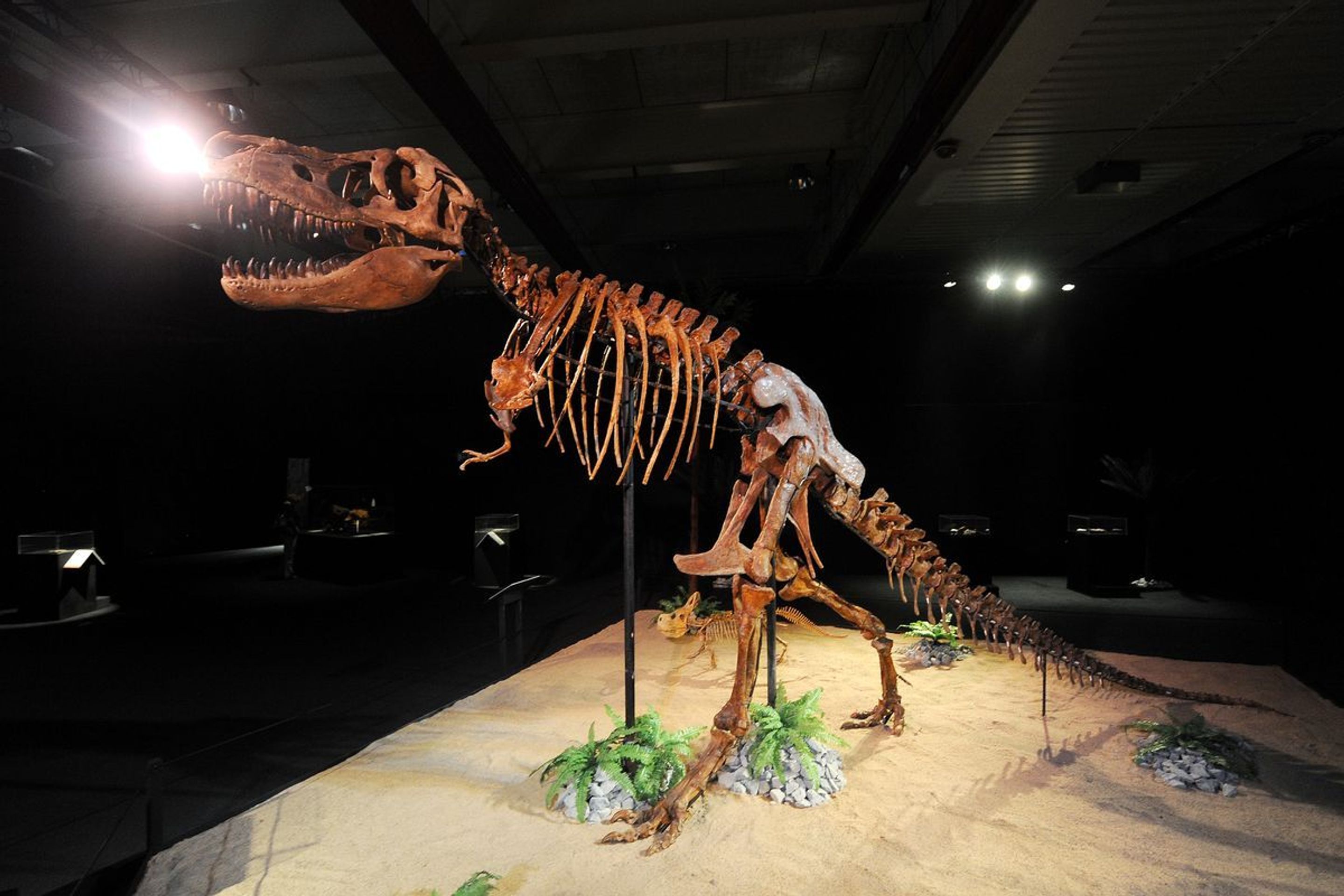 Výstava Dinosaurium - 2 - GALERIE: Výstava Dinosaurium (22/23)