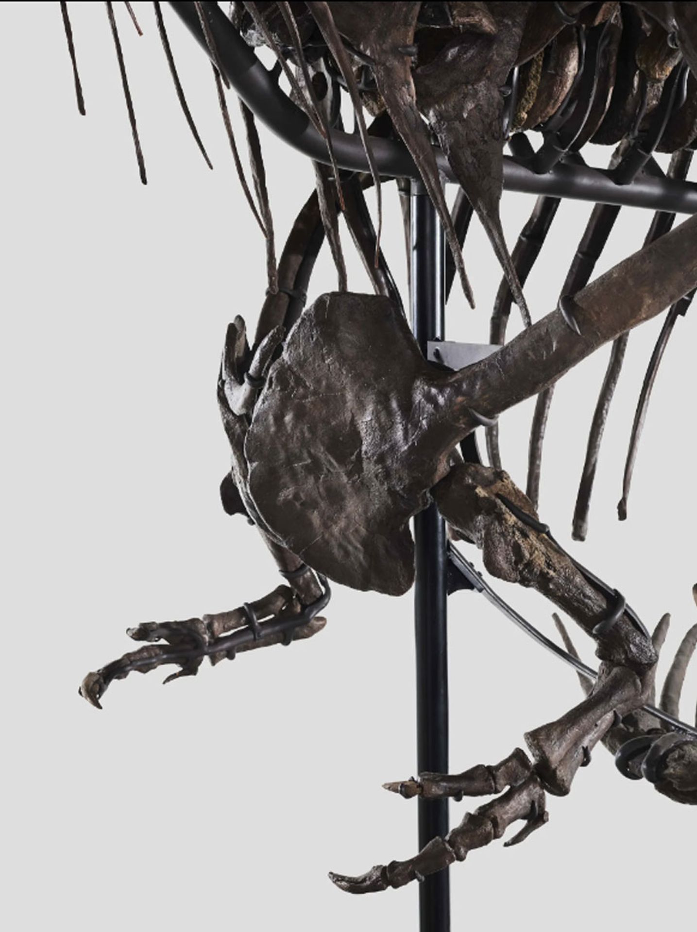 Tyrannosaur rex (5) - Tyrannosaur rex (10/12)