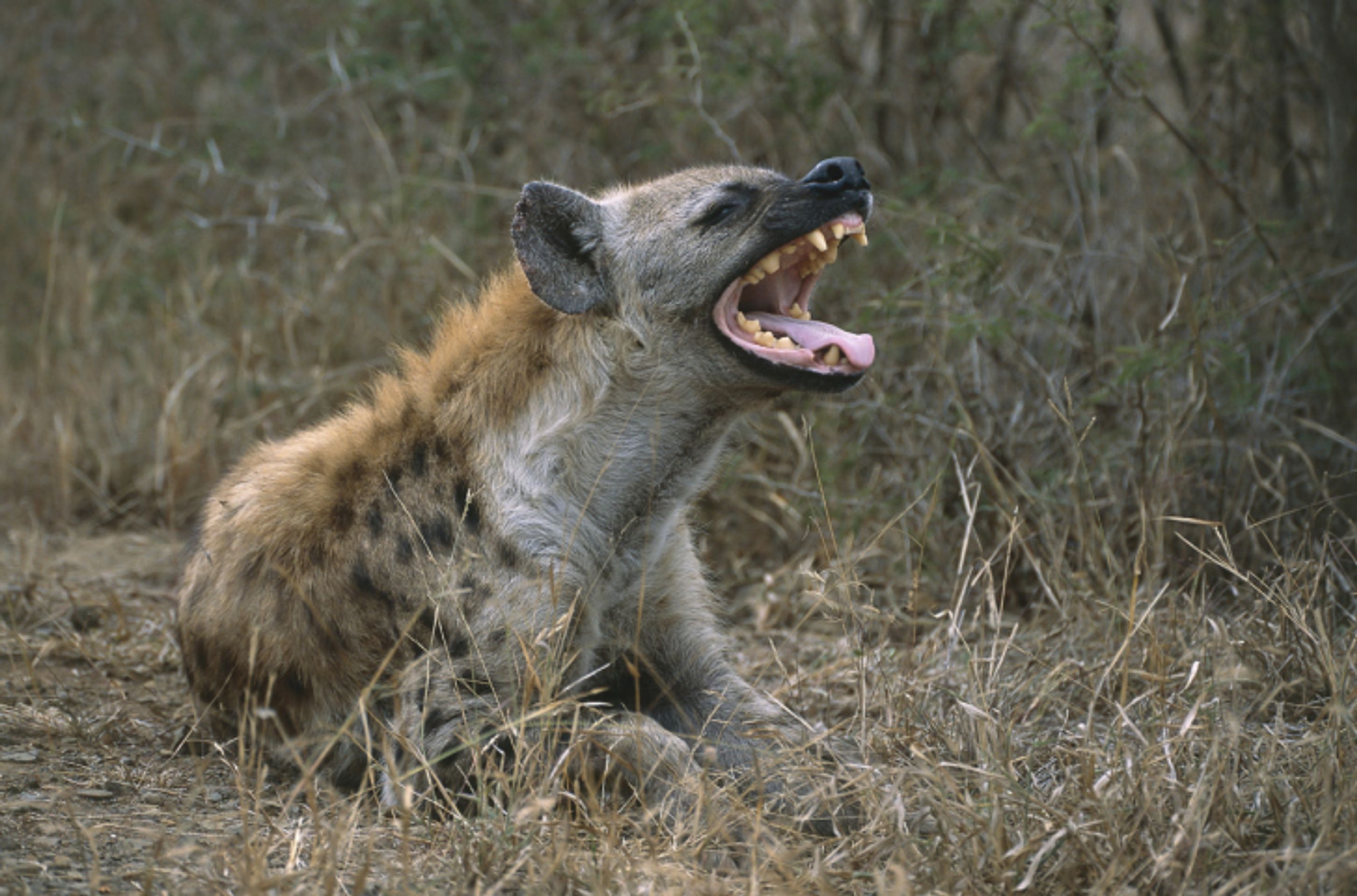 Chytrá zvířata - Hyena - GALERIE: Chytrá zvířata (3/5)