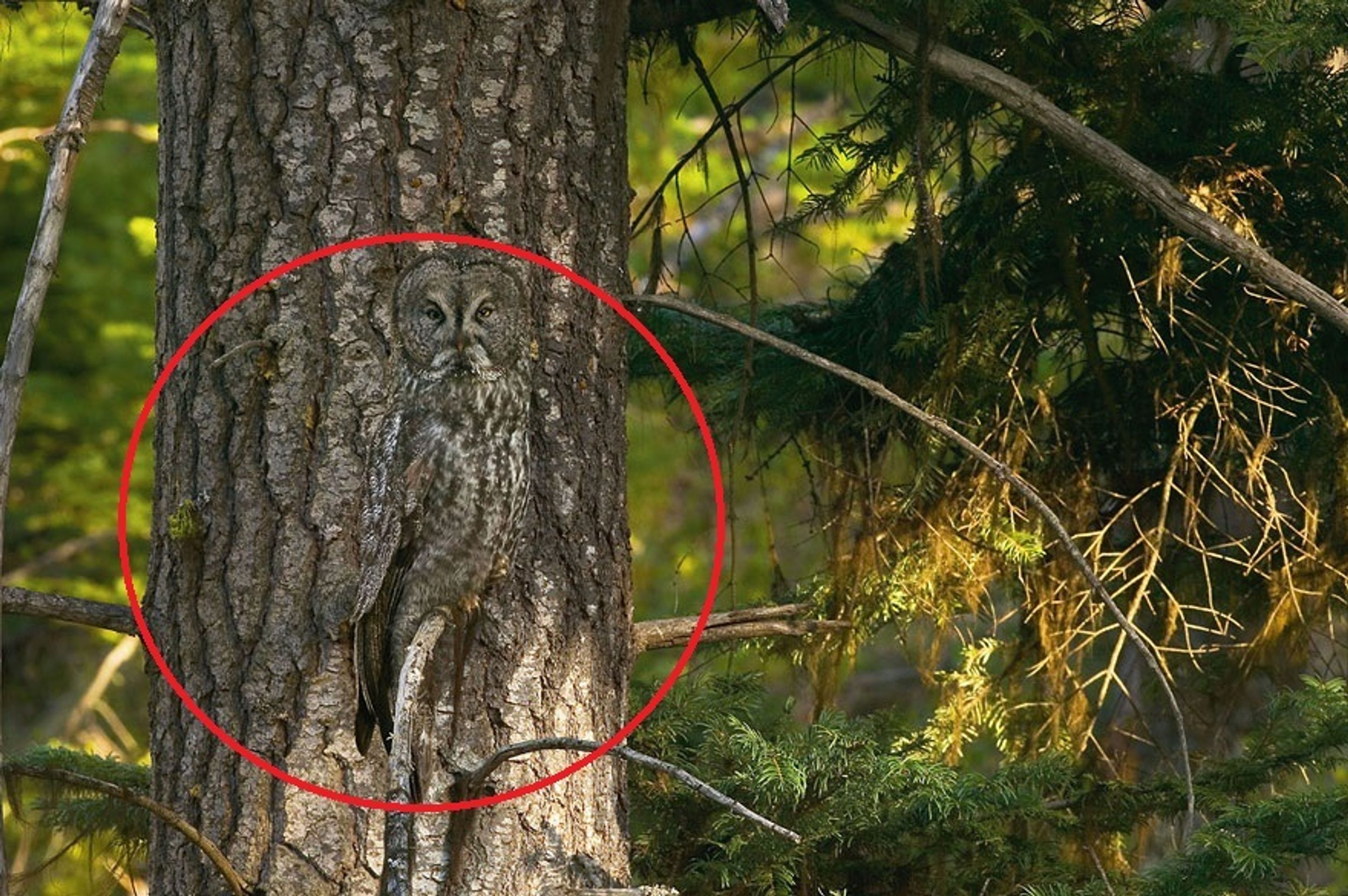 Dokonale maskovaná zvířata - odhaleno - 8 - Galerie: Dokonale maskovaná zvířata - odhalena (8/17)