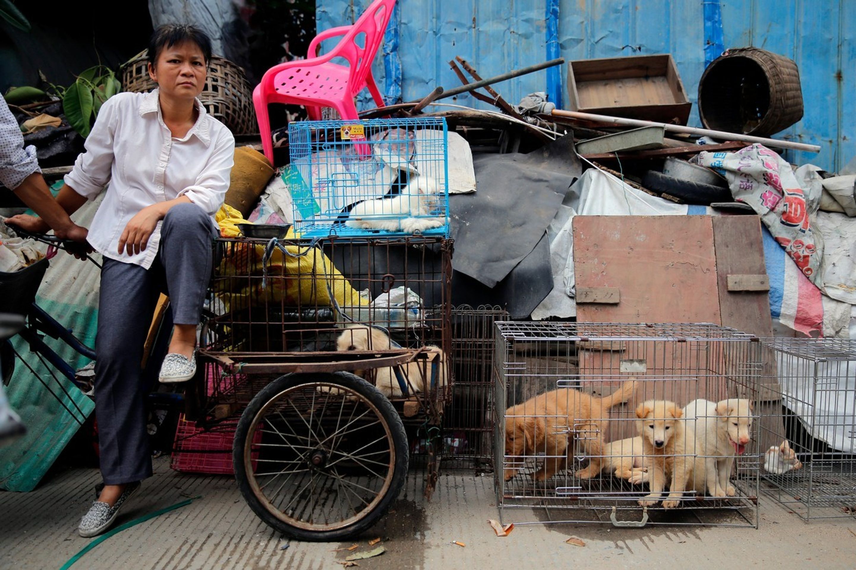 Festival psího masa v Jü-linu 2016 - 4 - GALERIE: Festival psího masa v Yulinu 2016 (4/6)