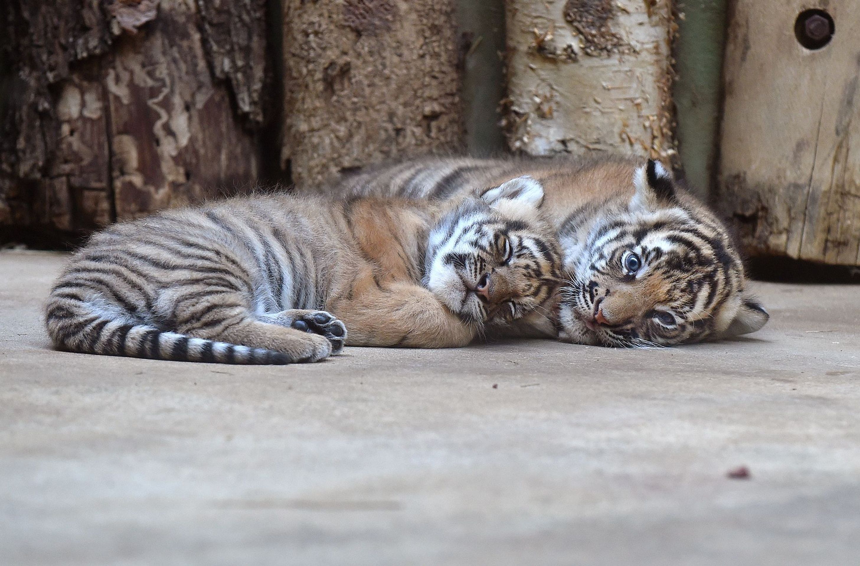Mláďata tygra malajského v Zoo Praha - 18 - GALERIE: Mláďata tygra malajského v Zoo Praha (18/23)