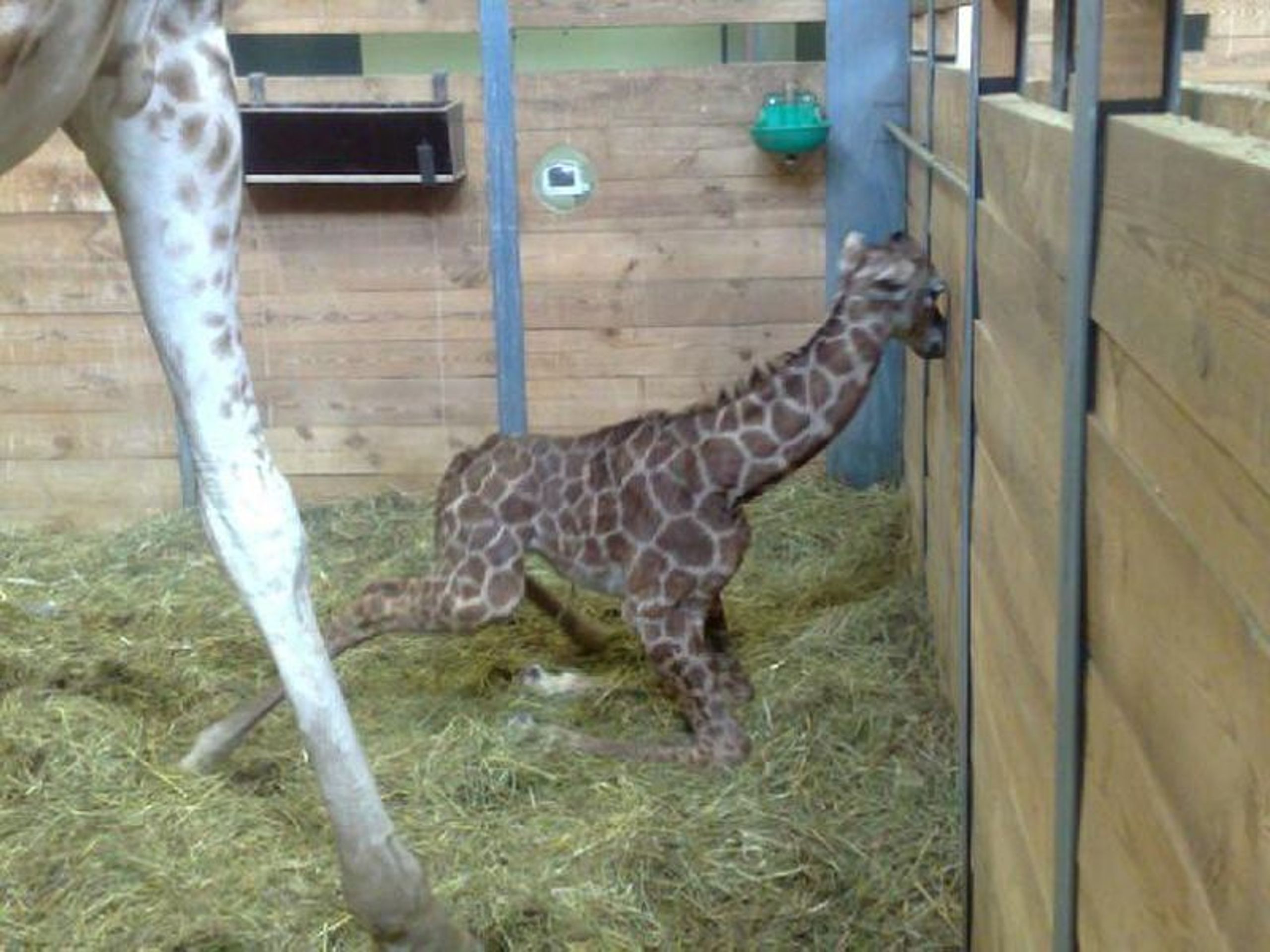 Žirafí mládě - FOTOGALERIE: Porod žirafy Elišky v pražské zoo (10/10)