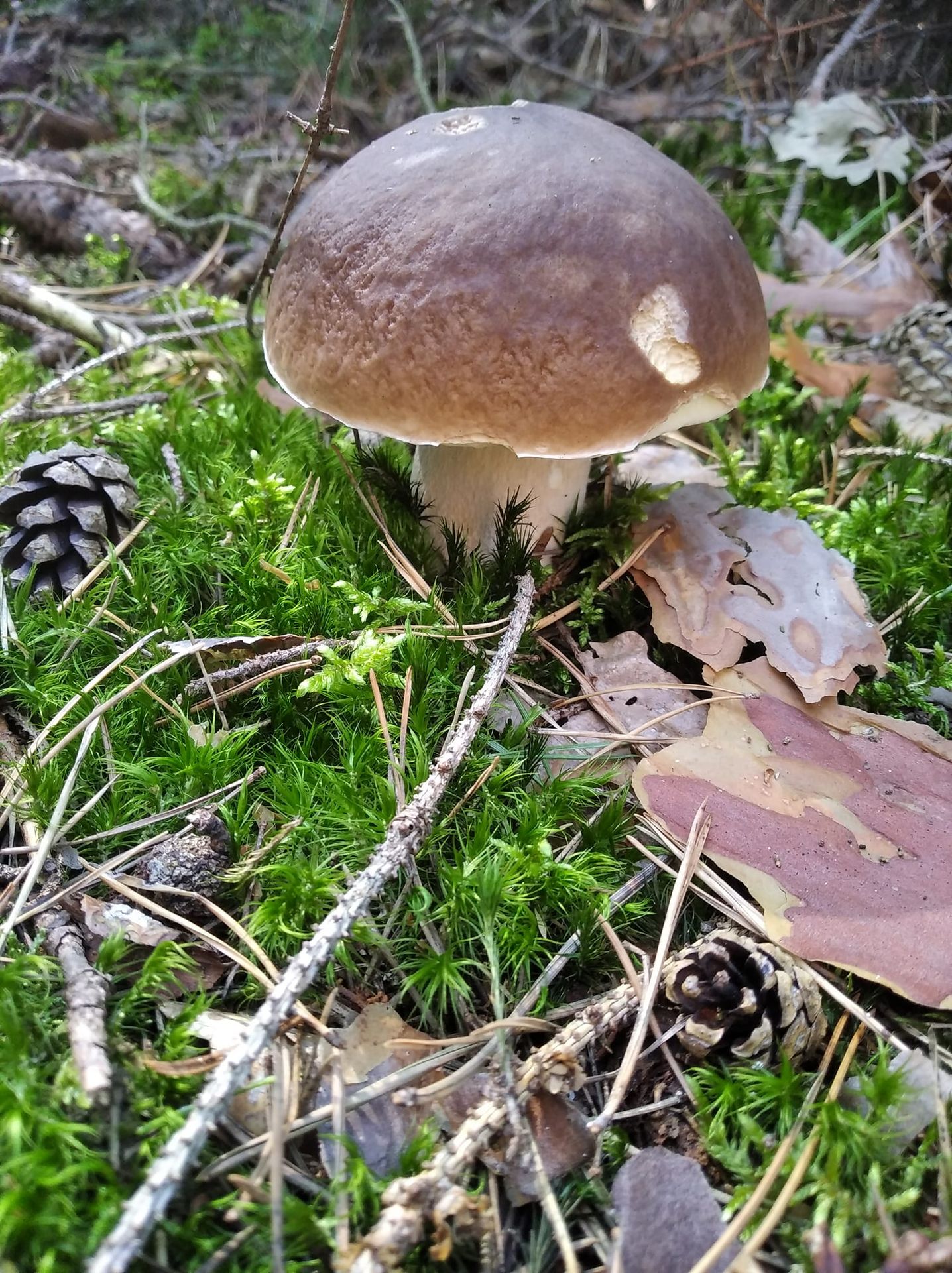 Houbařské úlovky od čtenářů TN.cz - GALERIE: Čtenáři TN.cz se chlubí svými houbařskými úspěchy (10/19)