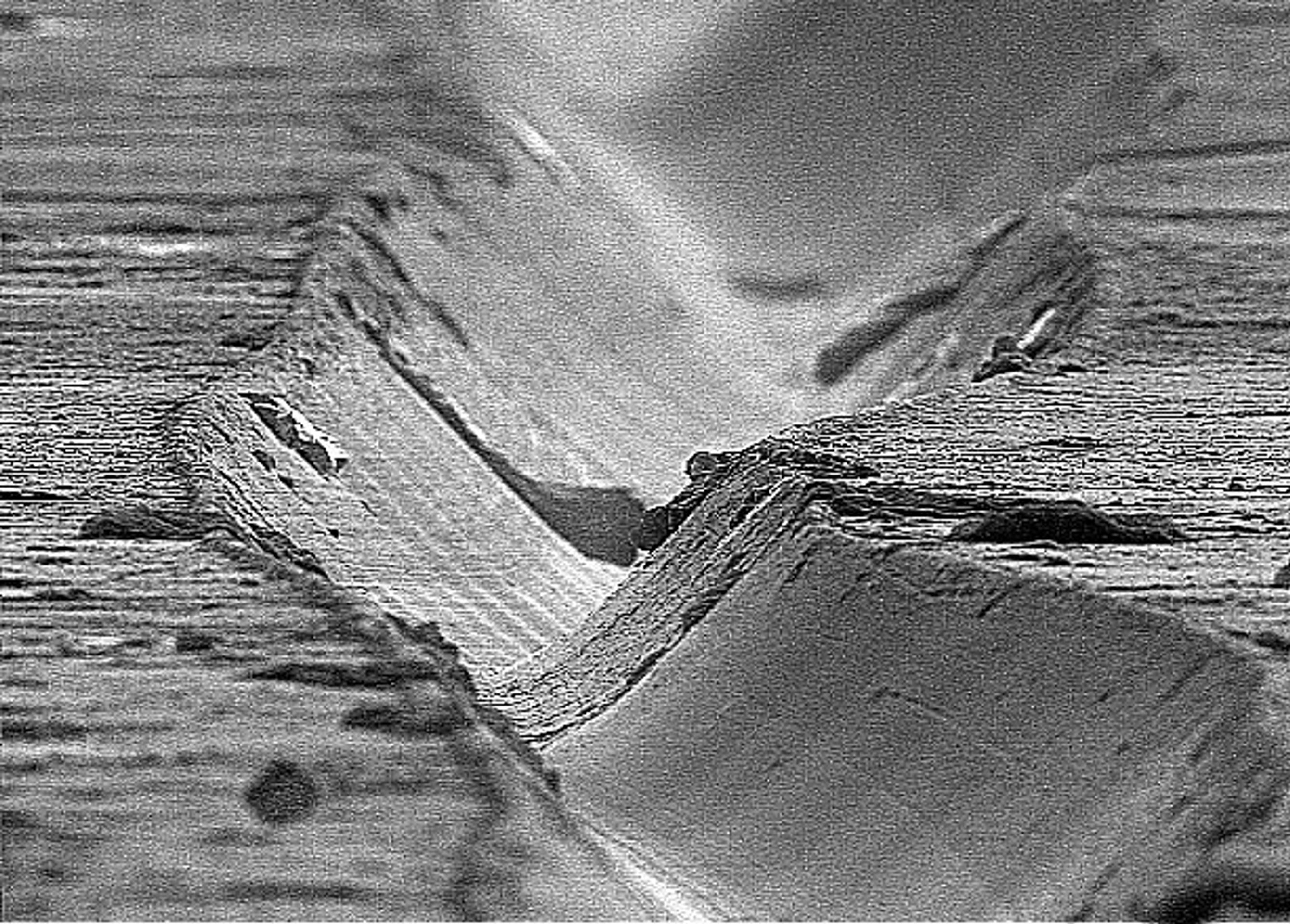 Detaily pod elektromikroskopem - 13 - GALERIE: Detailní záběry z elektromikroskopu (13/24)