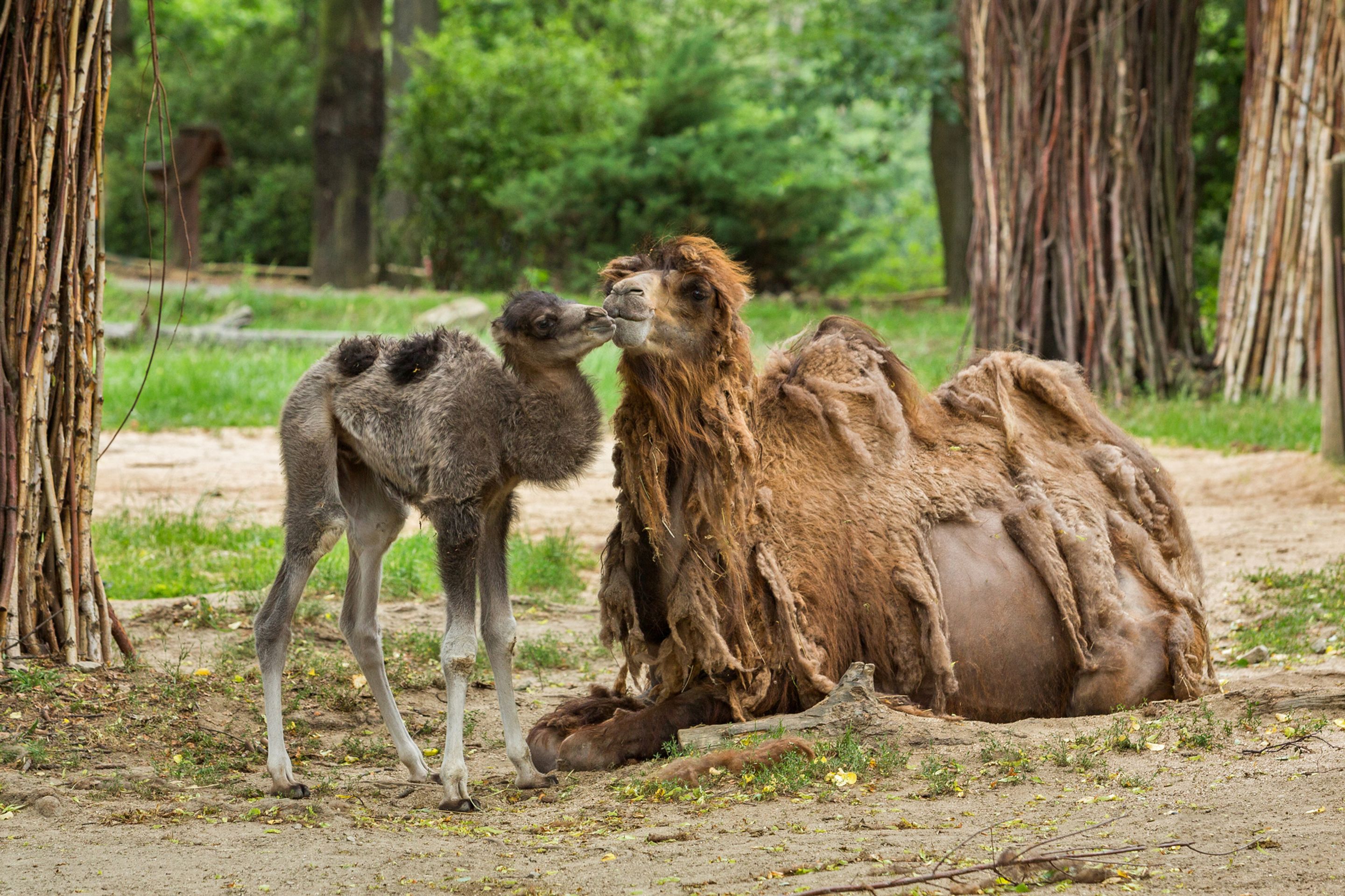 V brněnské zoo se narodil velbloudí kluk a bizoní holka - 9 - GALERIE: V brněnské zoo se narodil velbloudí kluk a bizoní holka (9/10)