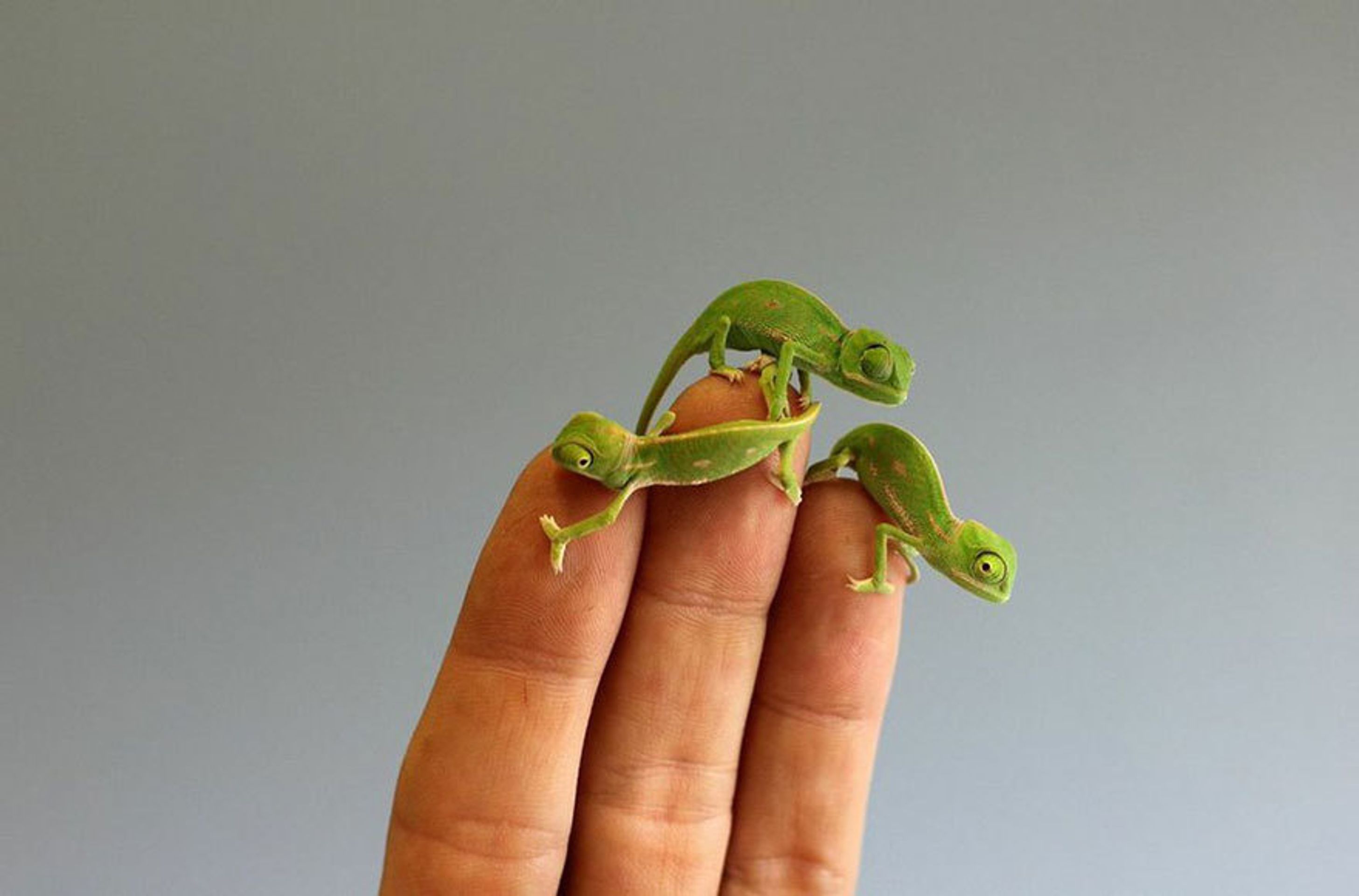 Malí chameleoni z australské zoo - 1 - GALERIE: Mláďata chameleona jemenského (3/12)