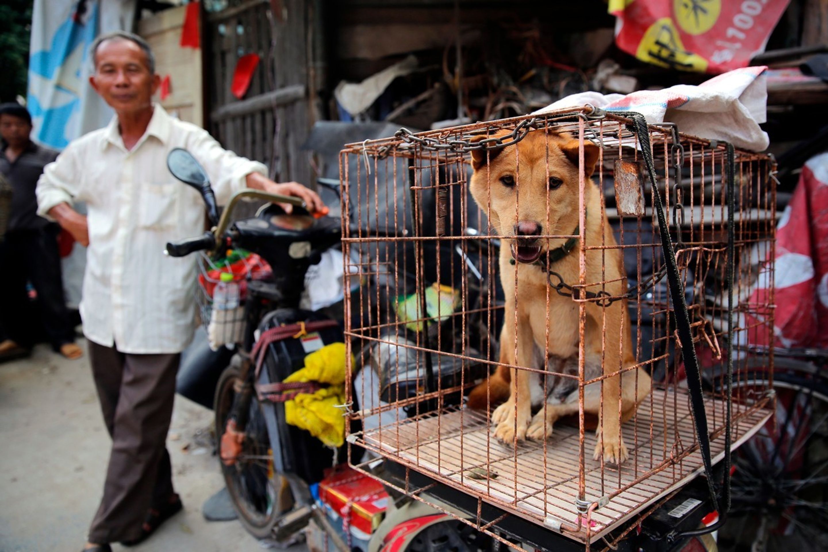 Festival psího masa v Jü-linu 2016 - 1 - GALERIE: Festival psího masa v Yulinu 2016 (1/6)