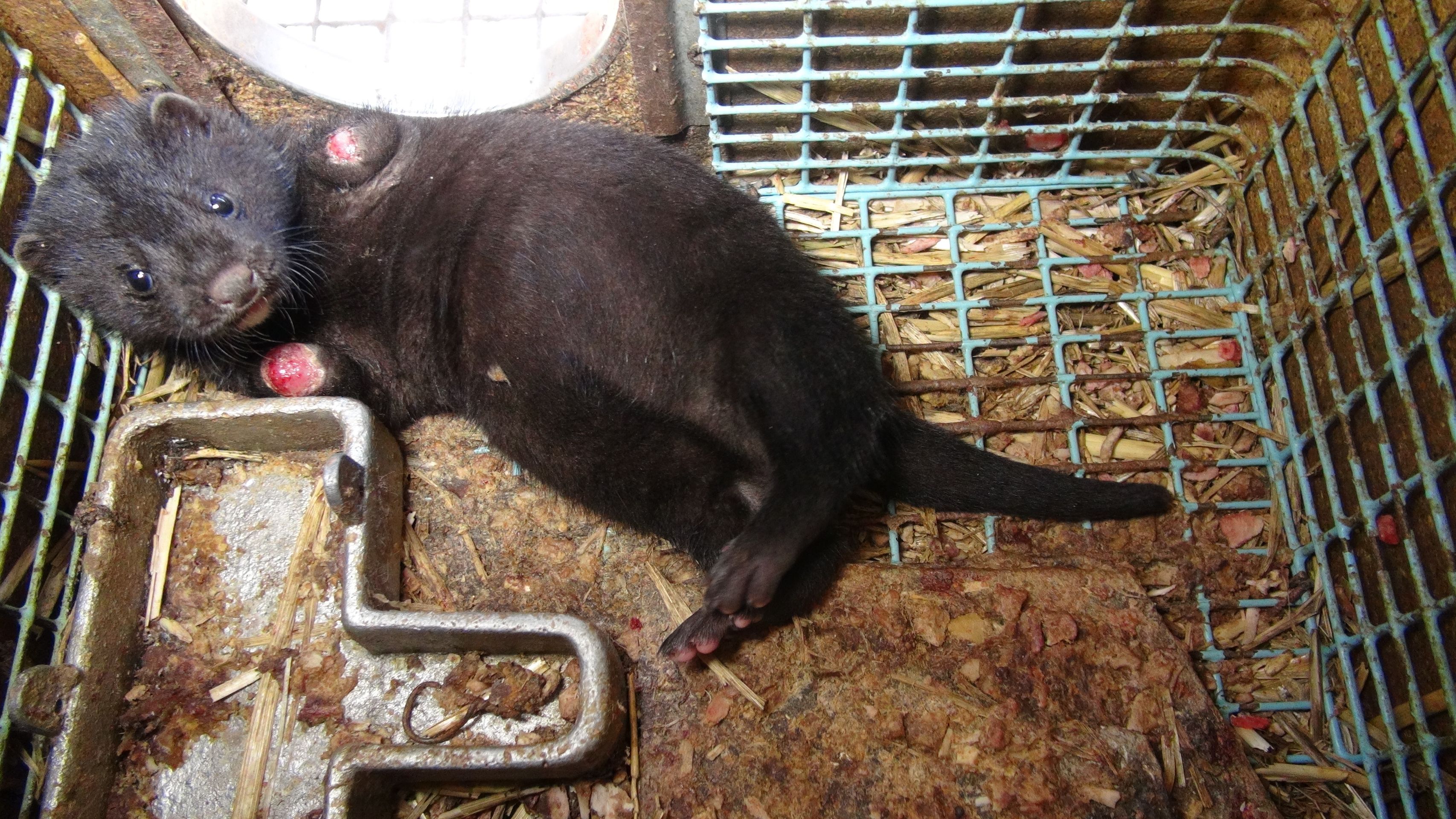 Zubožená zvířata na kožešinových farmách - 8 - Galerie: Zubožená zvířata na kožešinových farmách (9/16)