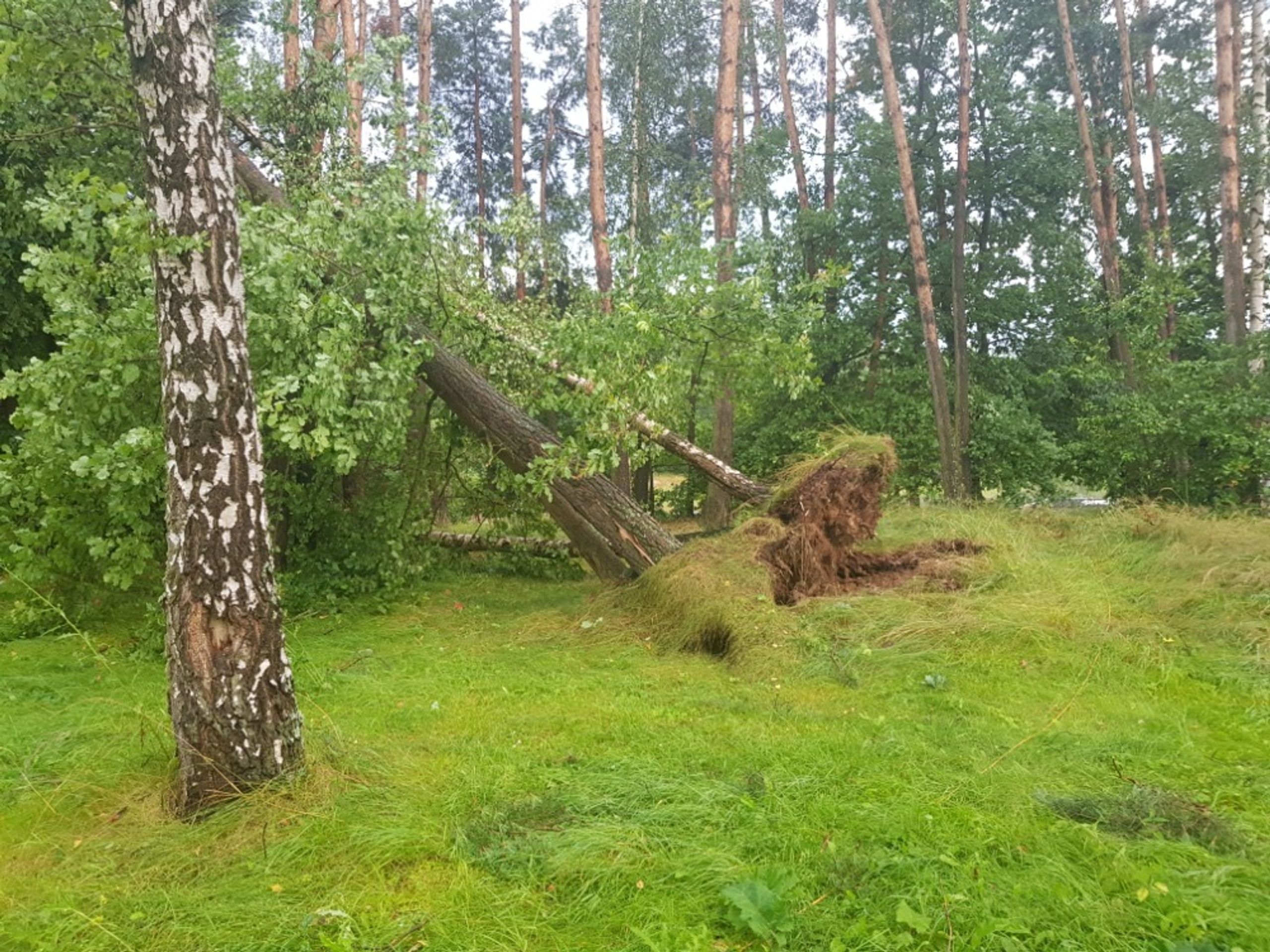 Poničený kemp karvánky - 1 - GALERIE: Spadané stromy v kempu (6/6)