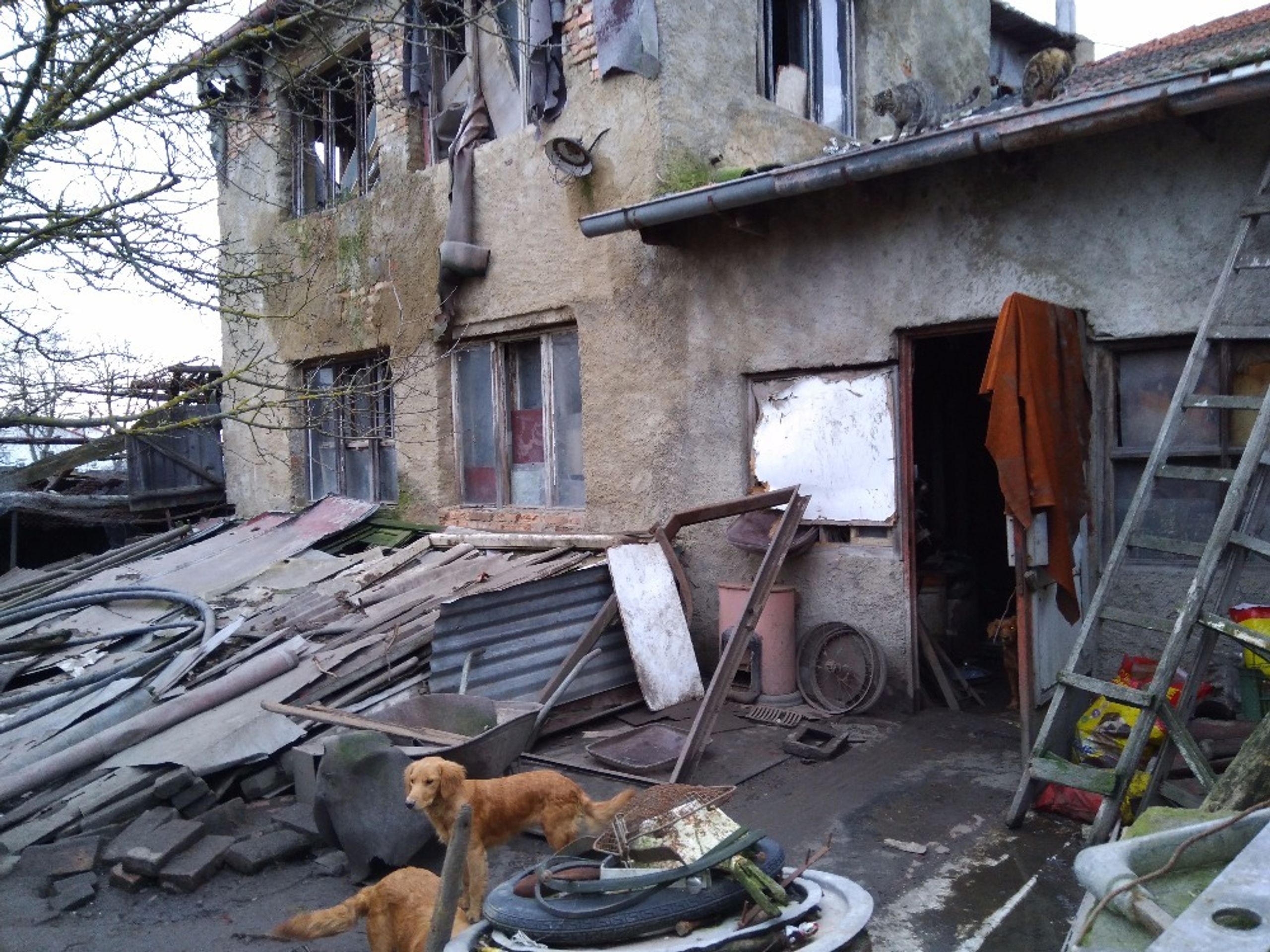 Týraní psi z Roudnice nad Labem - 1 - GALERIE: Týraní psi z Roudnice nad Labem (12/12)