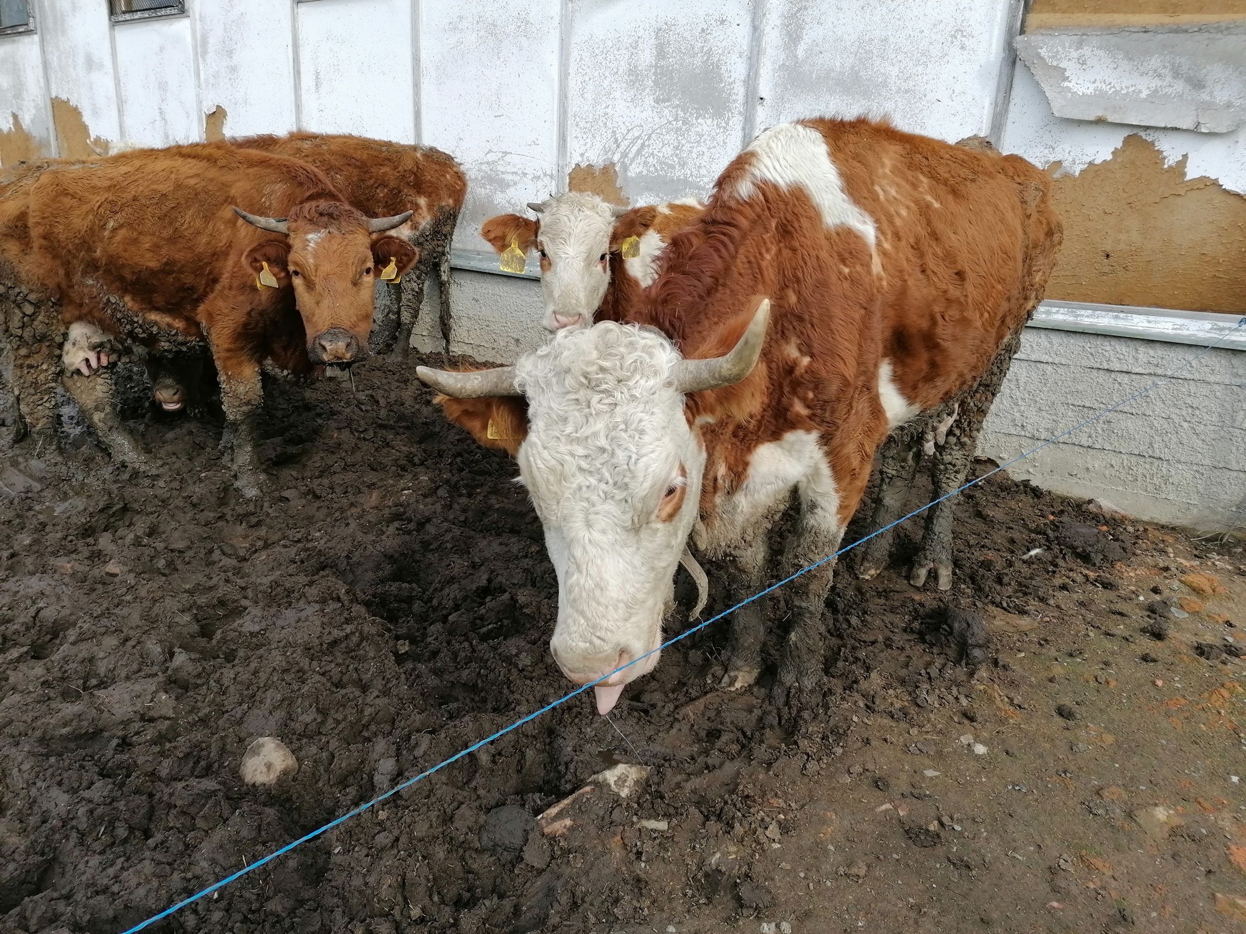 Kontrola u chovatele ve Vysoké u Hustopečí nad Bečvou - GALERIE: Kontrola u chovatele odhalila hrozivé podmínky (3/3)
