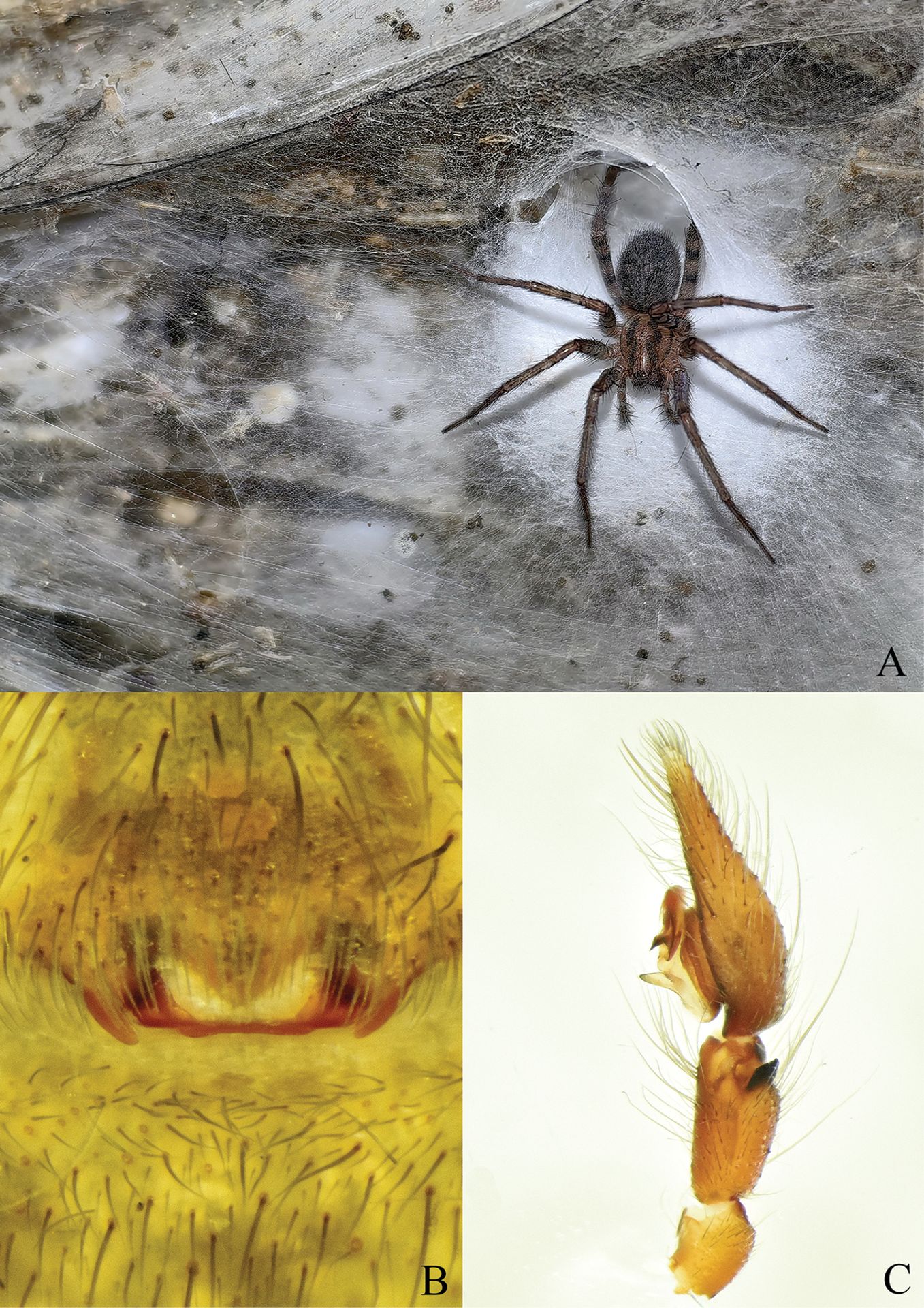 Tegenaria domestica - Vědci v Evropě objevili nejhorší noční můru arachnofobiků. Nic většího ještě neviděli (2/4)