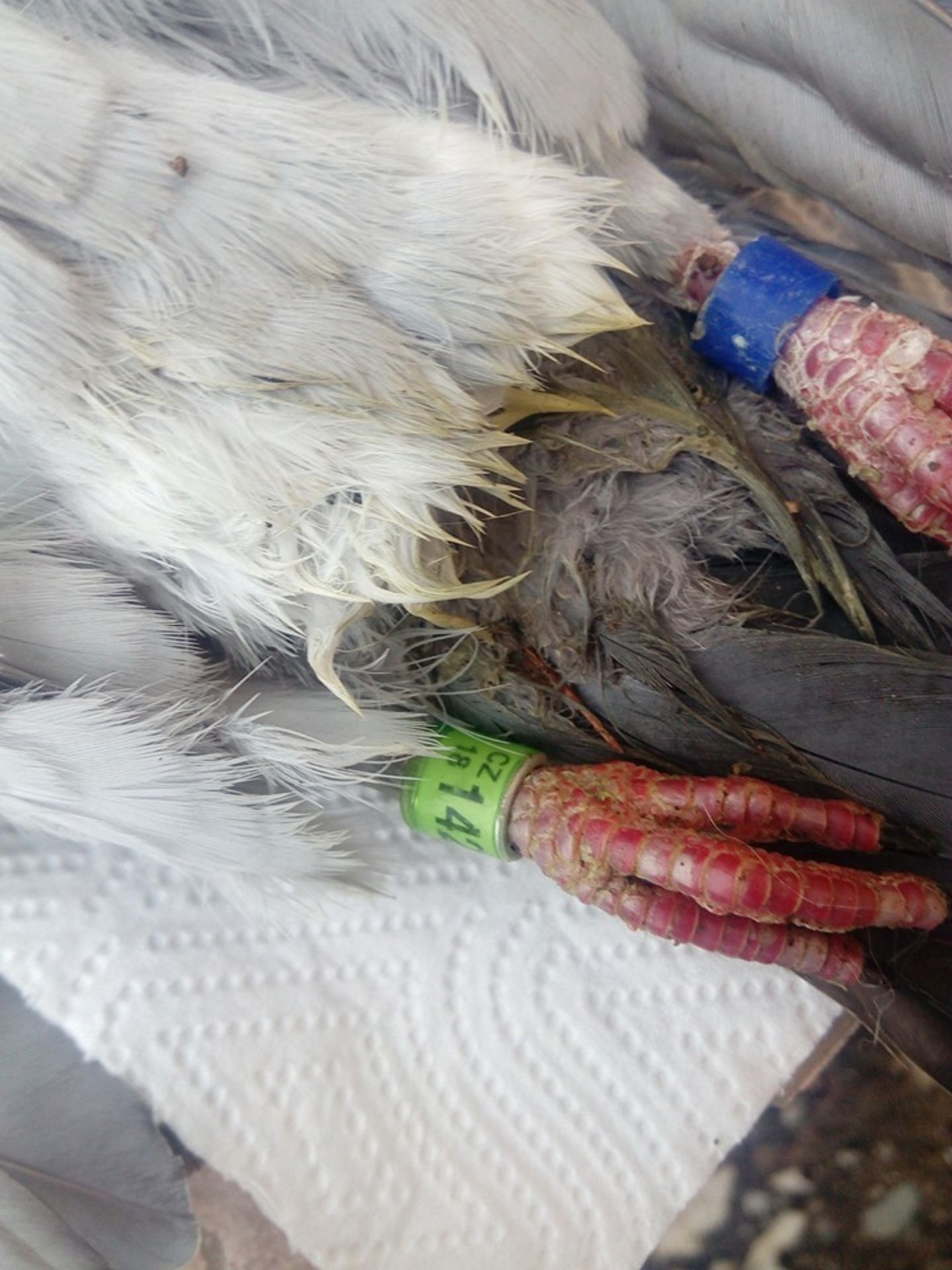 Muž pátrá po majiteli poštovního holuba - 3 - GALERIE: Muž pátrá po majiteli poštovního holuba (2/4)