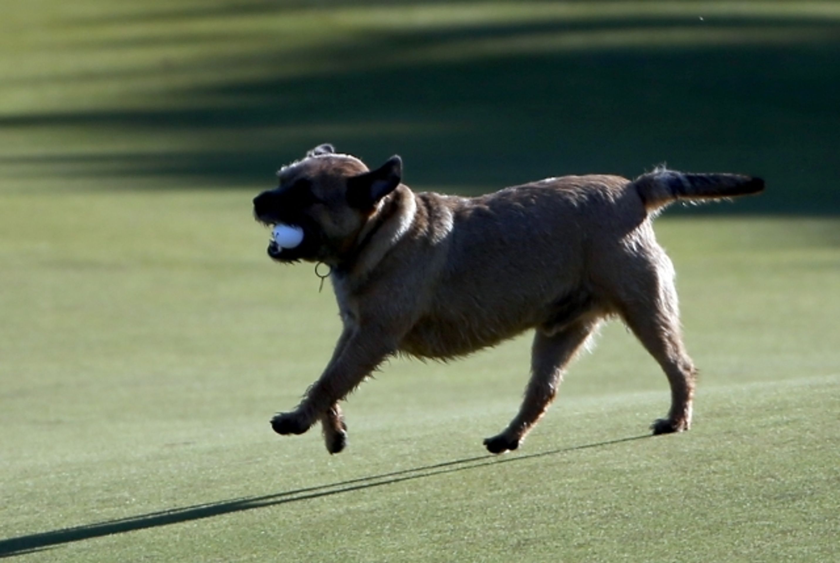 Casey a pes - 1 - GALERIE: pes na golfu (1/9)
