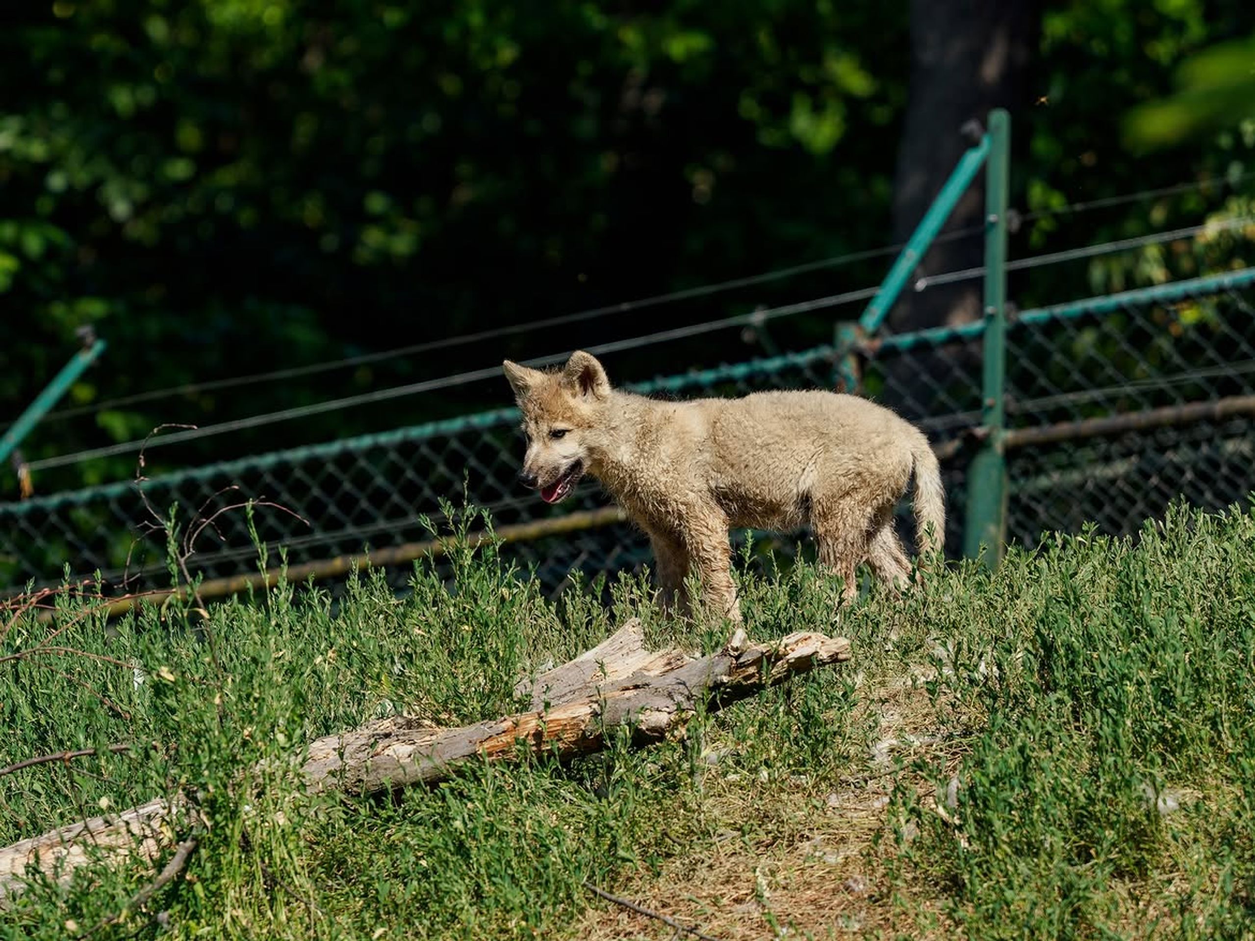 Vlk arktický v Zoo Brno - Mláďata vlka arktického (1/3)