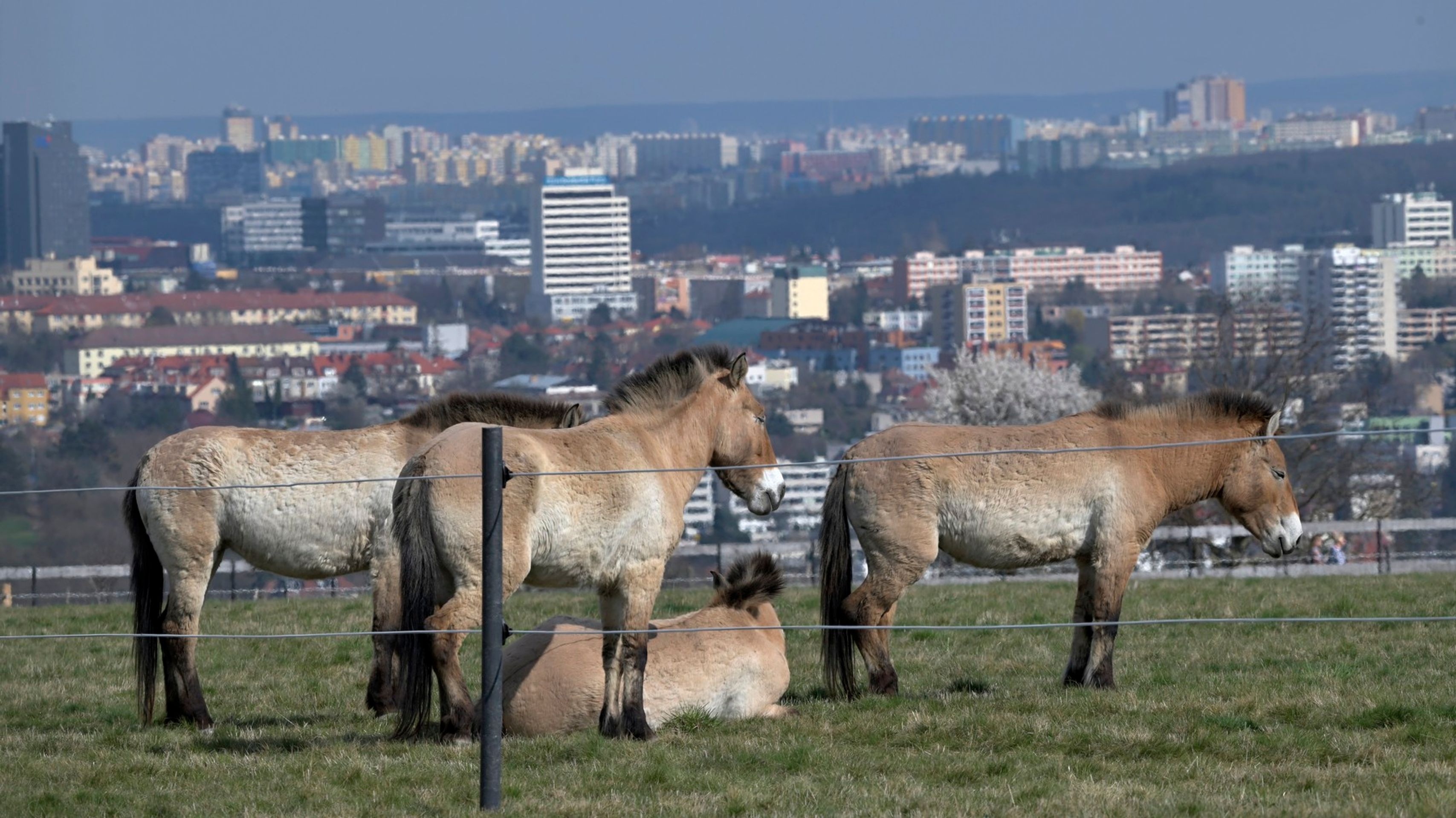 Koně převalského na Dívčích hradech v Praze - Tipy na výlety (5/9)