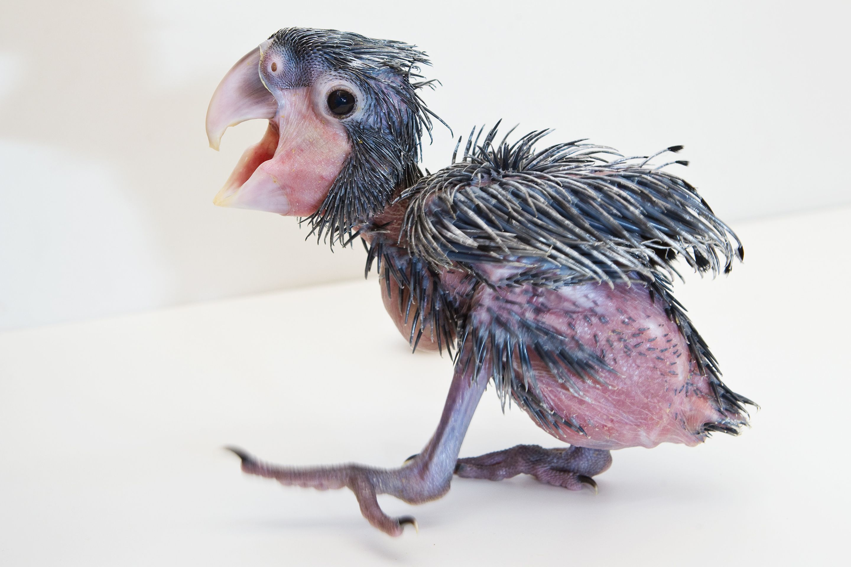 Mládě vzácného kakadu palmového z pražské zoo - 10 - GALERIE: Mládě kakadu palmového z pražské zoo (4/18)