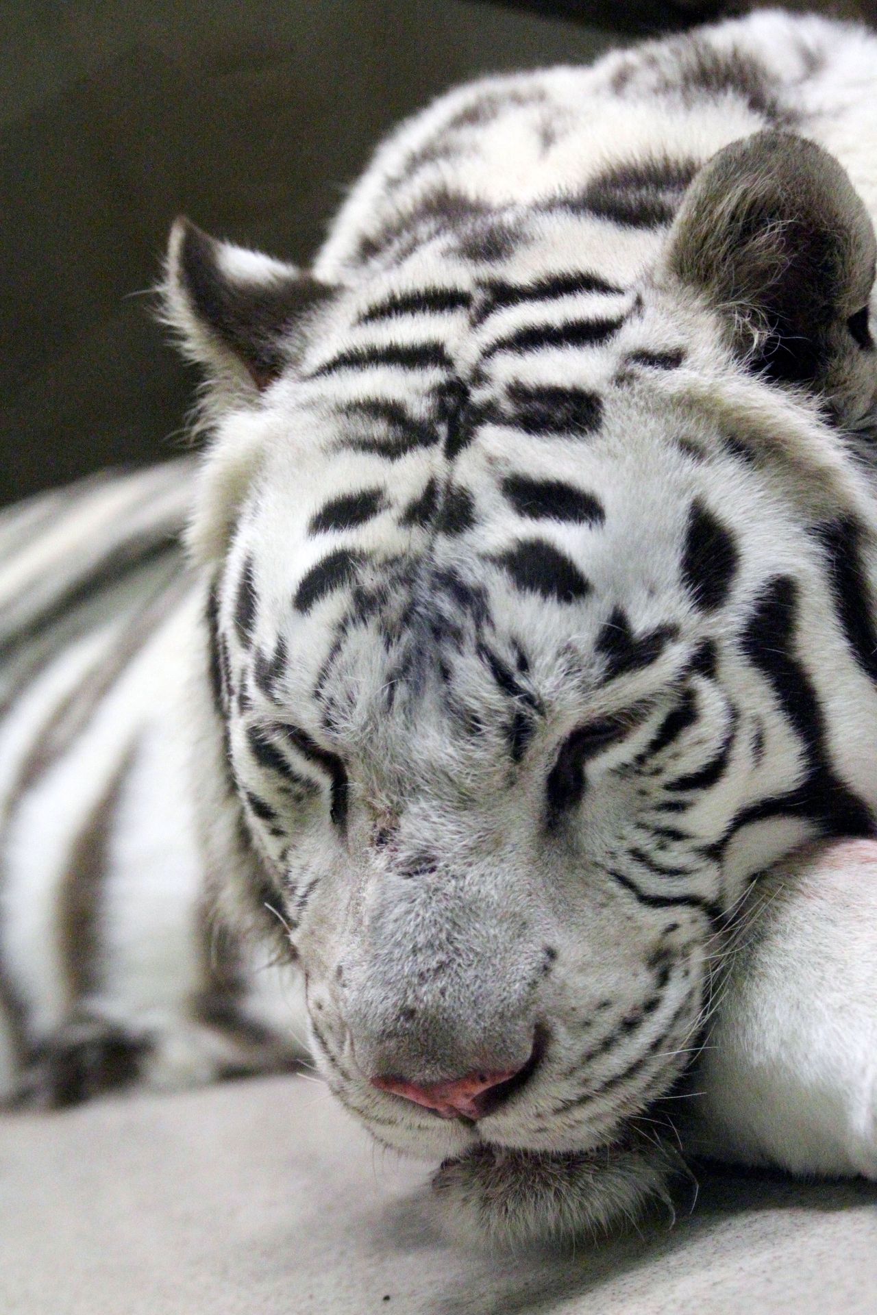 Tygr Paris - 2 - Podívejte se na tygra, který zaútočil v liberecké zoo (1/3)