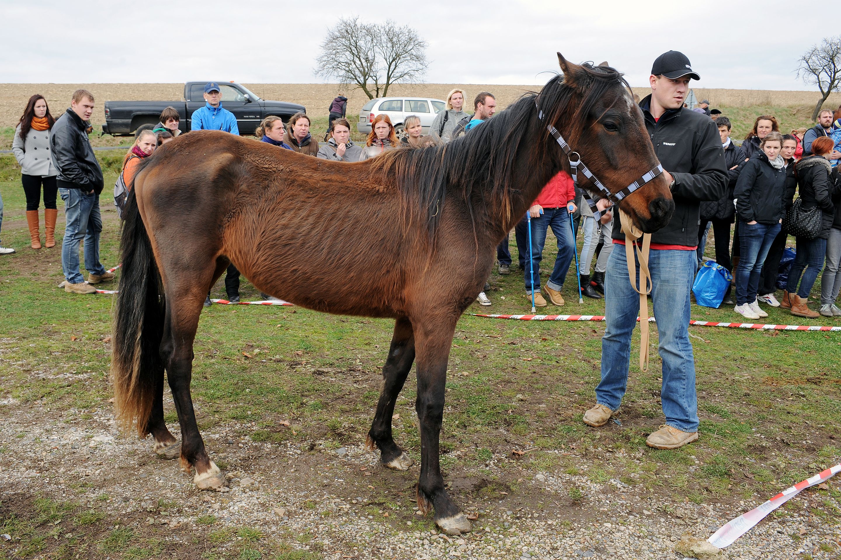 Dražba týraných koní - GALERIE: Podívejte se na zubožené koně, kteří dnes byli v aukci (1/19)