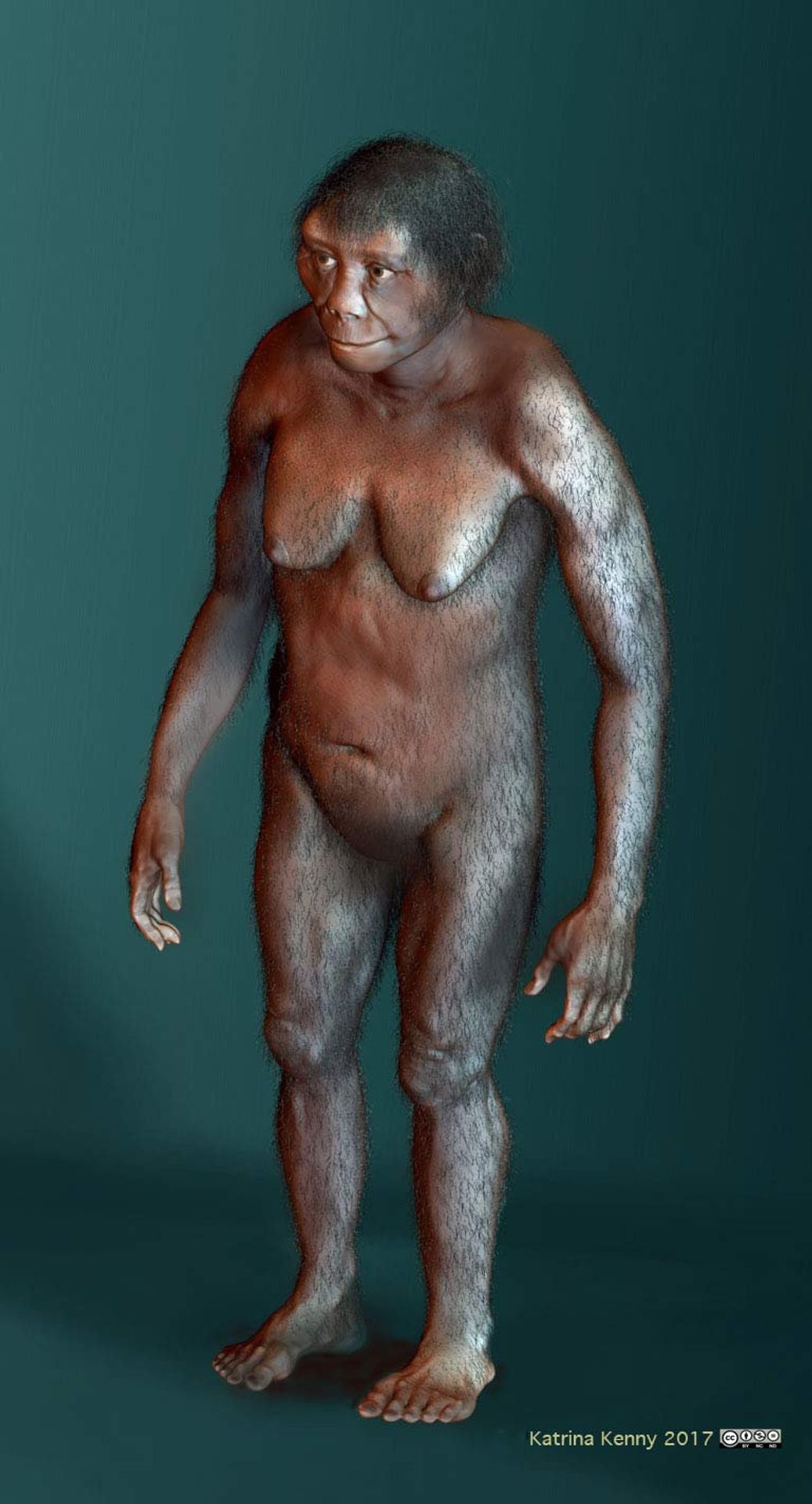Homo floresiensis (2) - Hobit - Homo floresiensis (2/4)