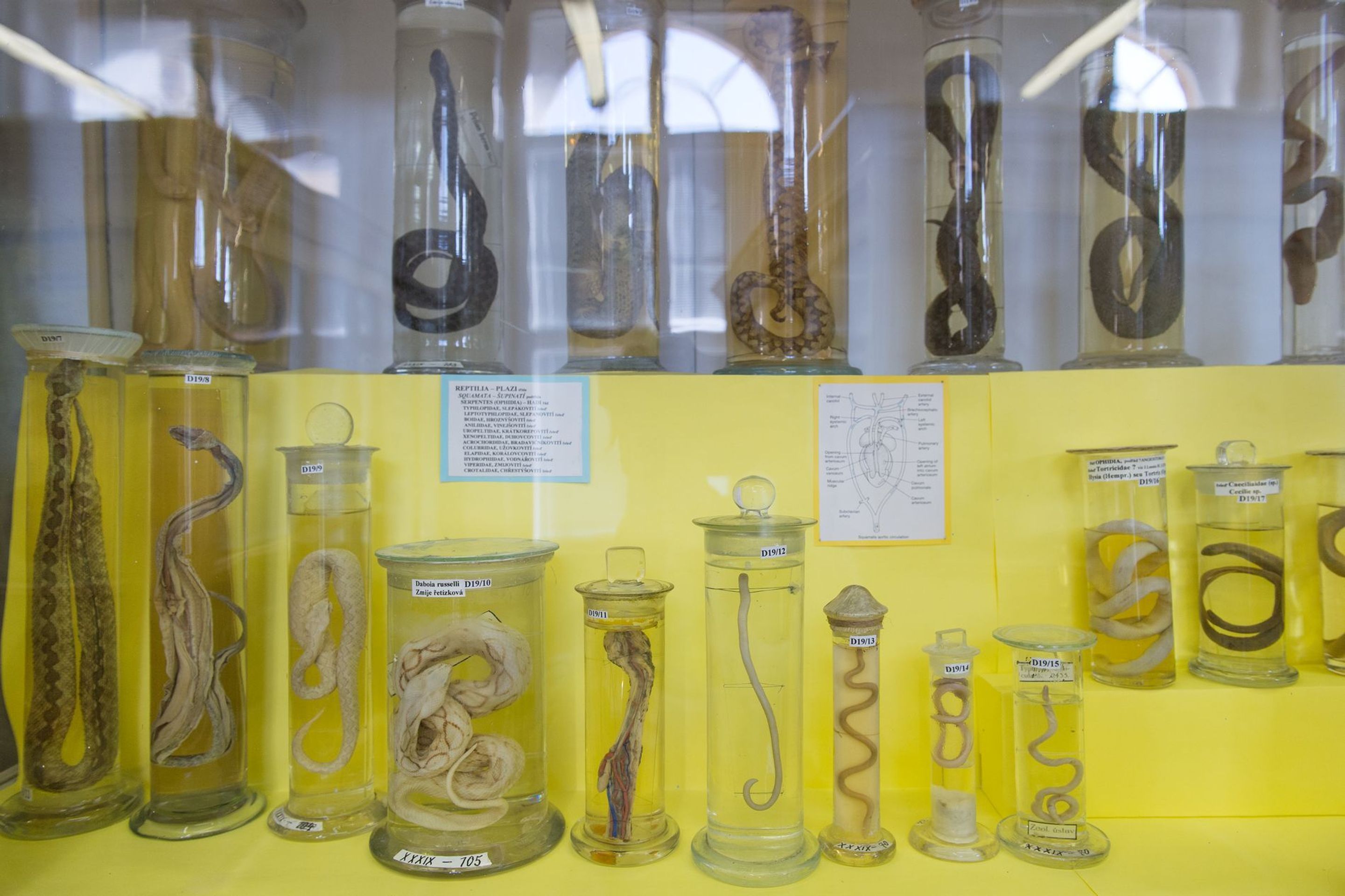 Muzeum normální a srovnávací anatomie - 14 - GALERIE: Muzeum normální a srovnávací anatomie (17/21)