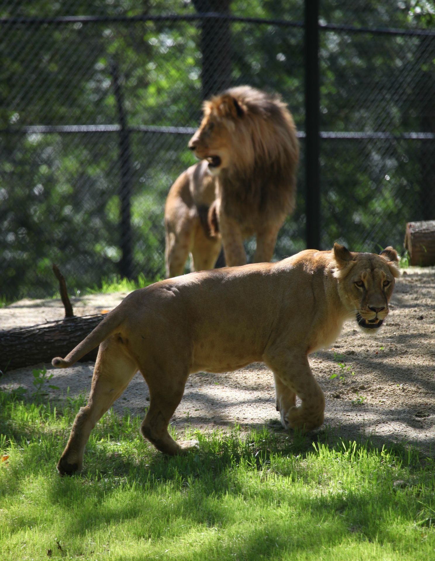 Narození lvíčat v brněnské zoo - 2 - GALERIE: Narození lvů konžských v zoo v Brně (3/4)