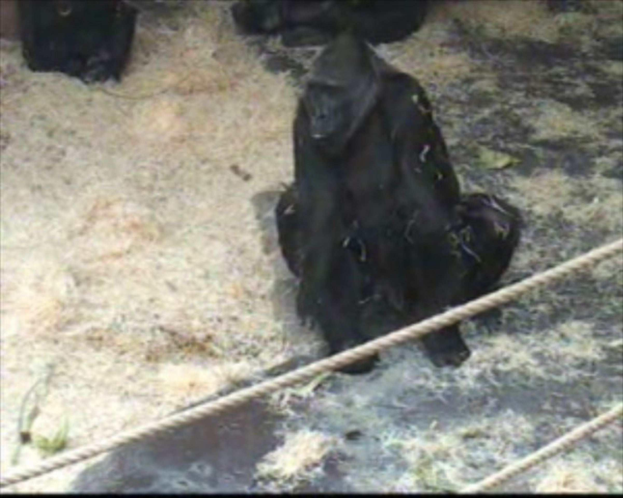 Gorila Kamba při neúspěšném porodu - VIDEO: Gorilka při porodu zemřela (2/3)