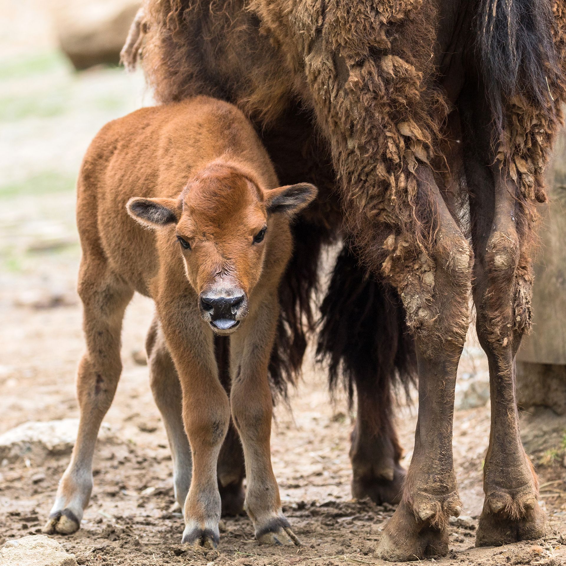 V brněnské zoo se narodil velbloudí kluk a bizoní holka - 3 - GALERIE: V brněnské zoo se narodil velbloudí kluk a bizoní holka (3/10)