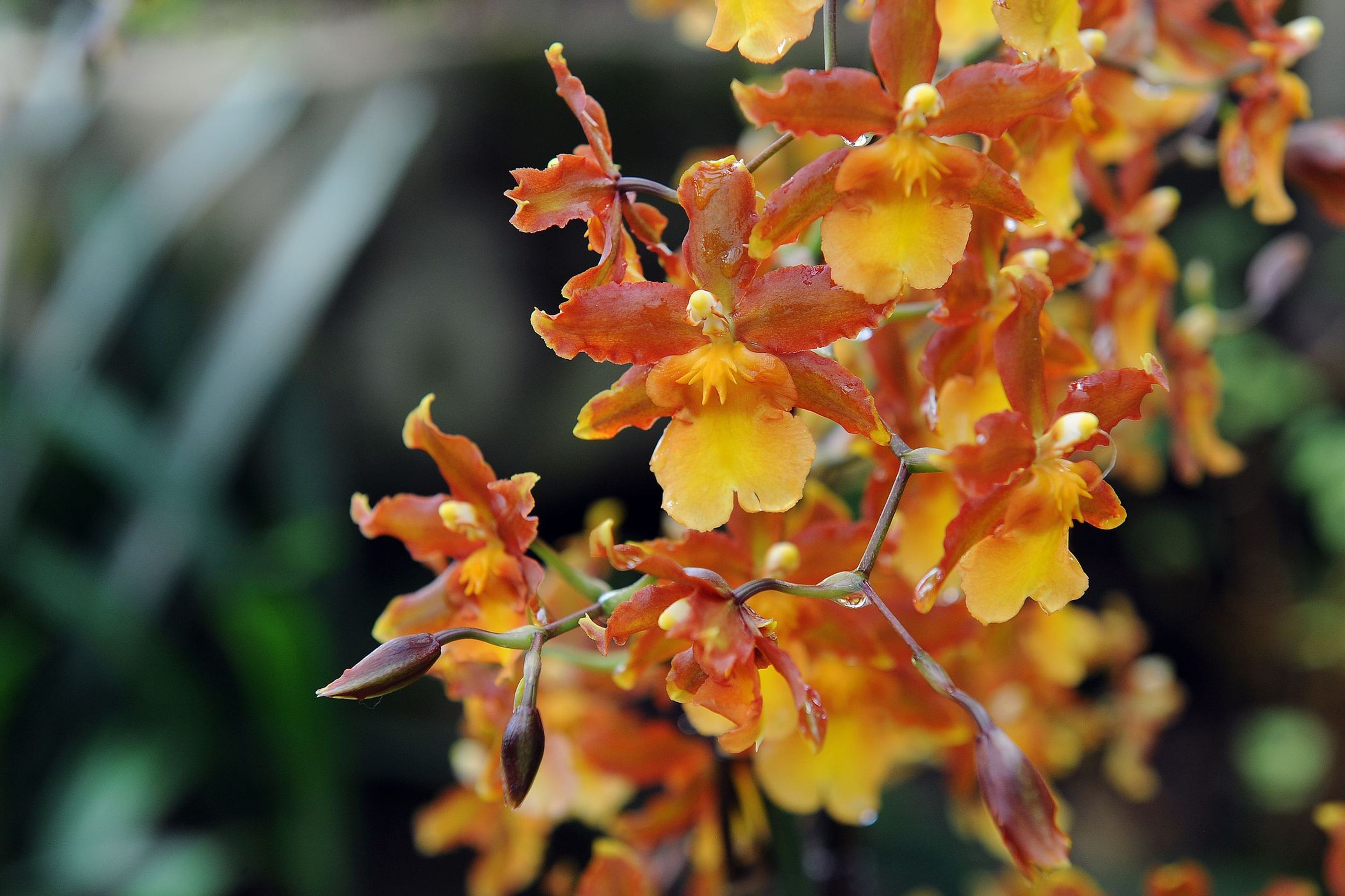Výstava orchidejí - 26 - GALERIE: Orchideje v pražské botanické zahradě (24/29)