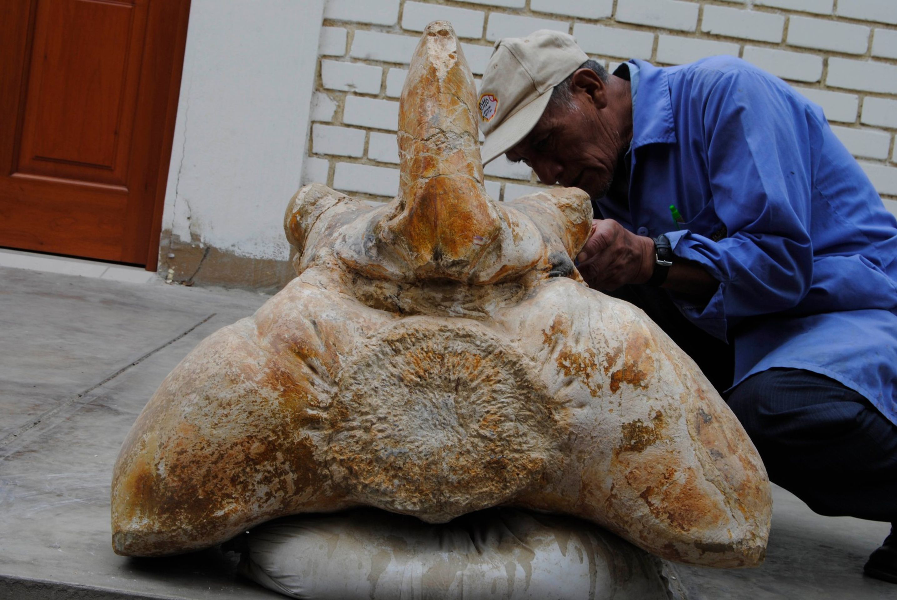 Perucetus colossus (2) - Perucetus colossus (2/6)