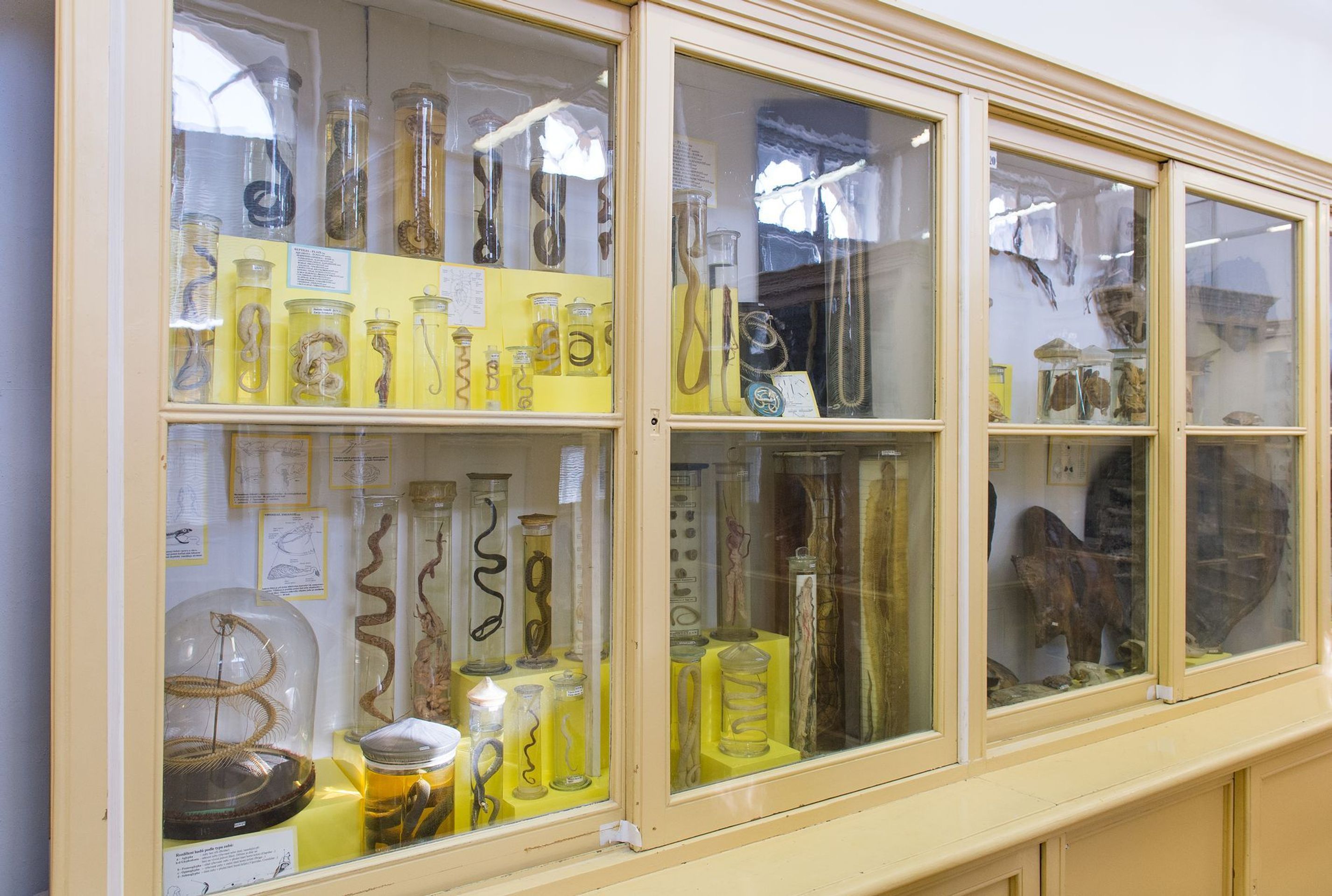 Muzeum normální a srovnávací anatomie - 20 - GALERIE: Muzeum normální a srovnávací anatomie (2/21)