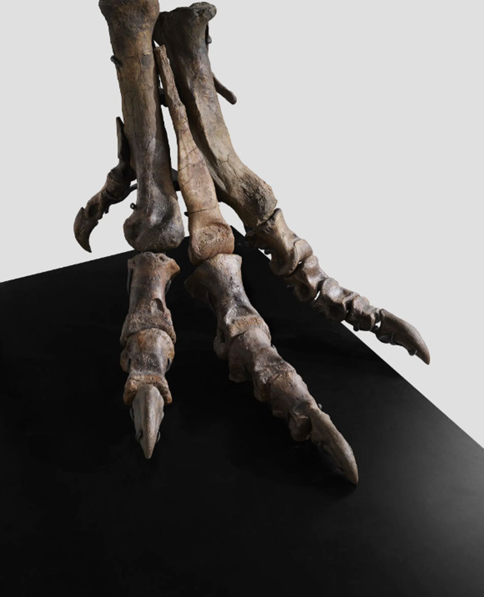 Tyrannosaur rex (6) - Tyrannosaur rex (3/12)