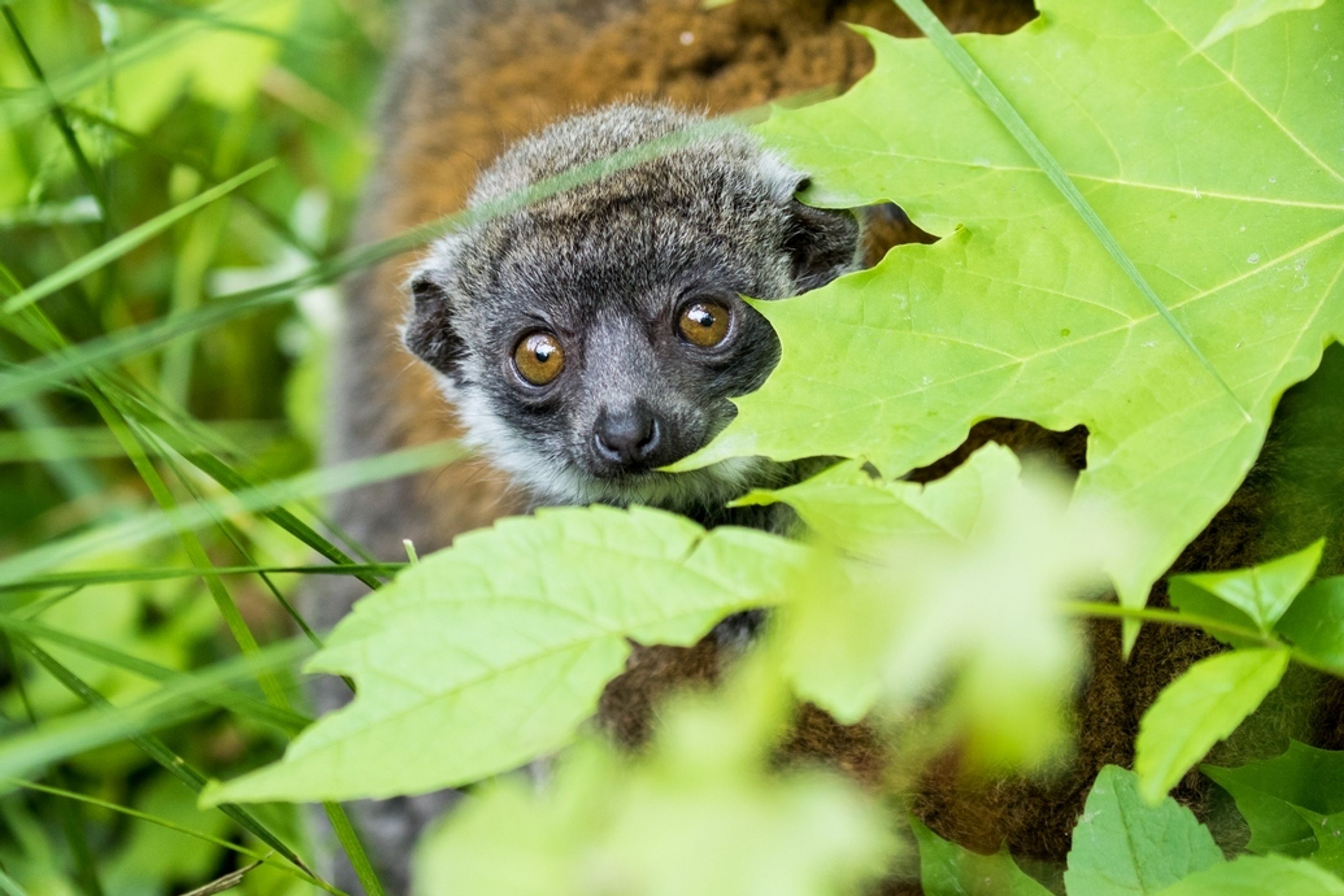 Mládě lemura mongoz - 2 - GALERIE: Mládě lemura mongoz (1/4)