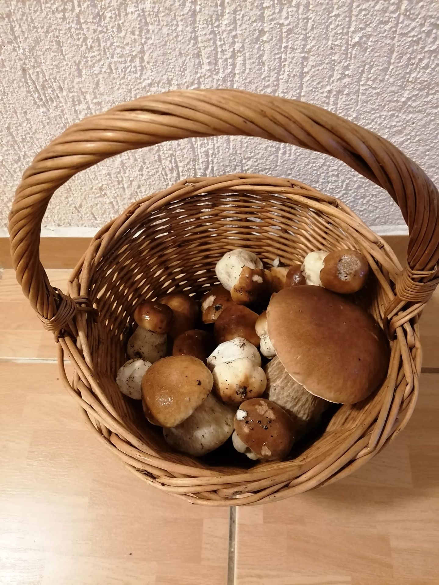 Houby - Růst hub (3/5)