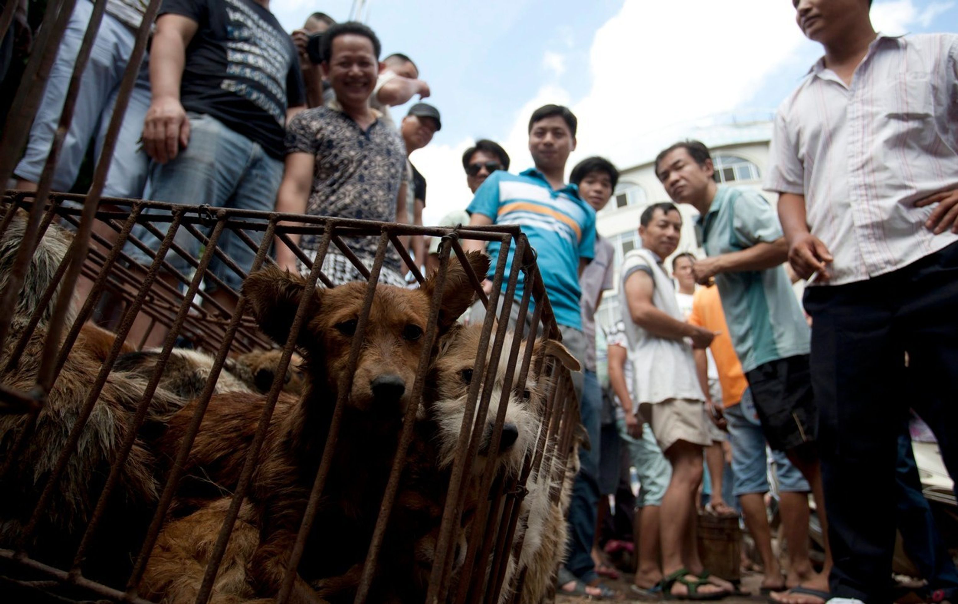 Pojídání psů na festivalu Yulin 2015 - 6 - GALERIE: Pojídání psů na festivalu Yulin 2015 (8/11)