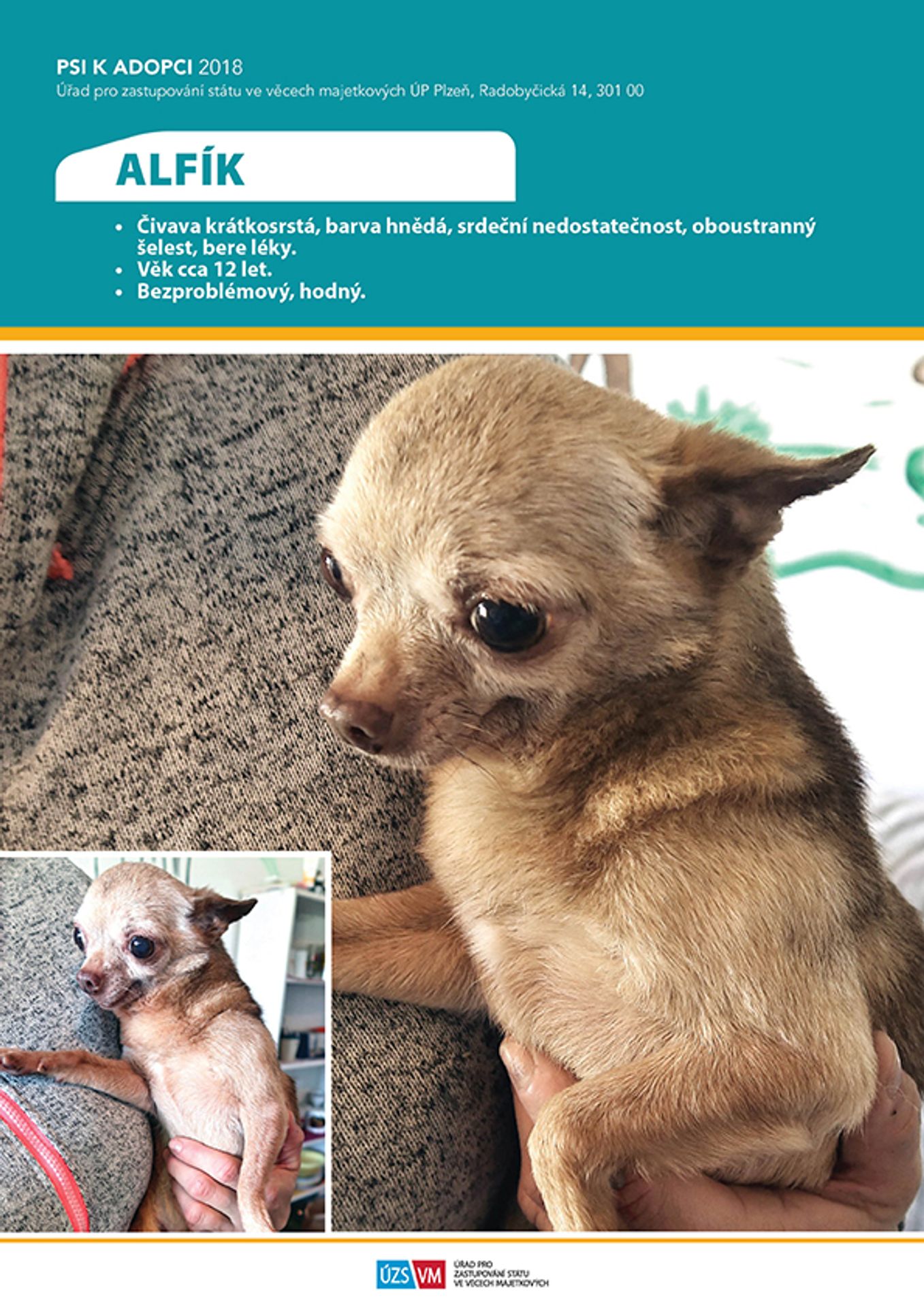 Pejsek k adopci - GALERIE: Týrané pejsky si nyní můžete adoptovat! (2/25)